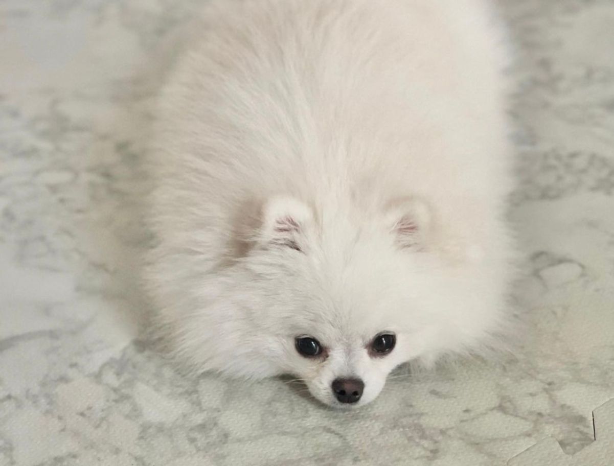 Шпиц-Моцарт рассмешил сеть Шпиц-Моцарт рассмешил сеть