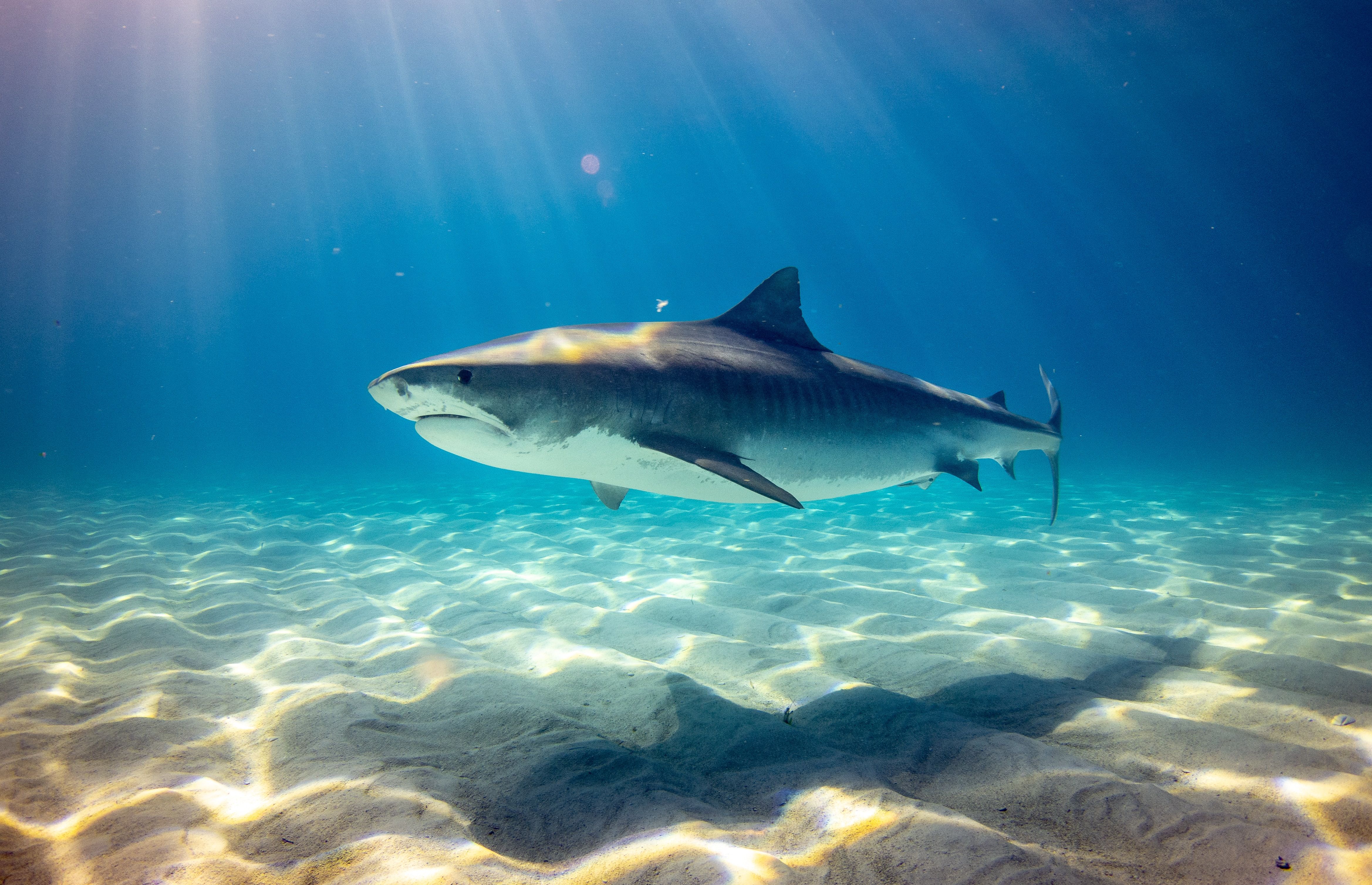 Вчені виявили медичний потенціал у слизової шкіри акули