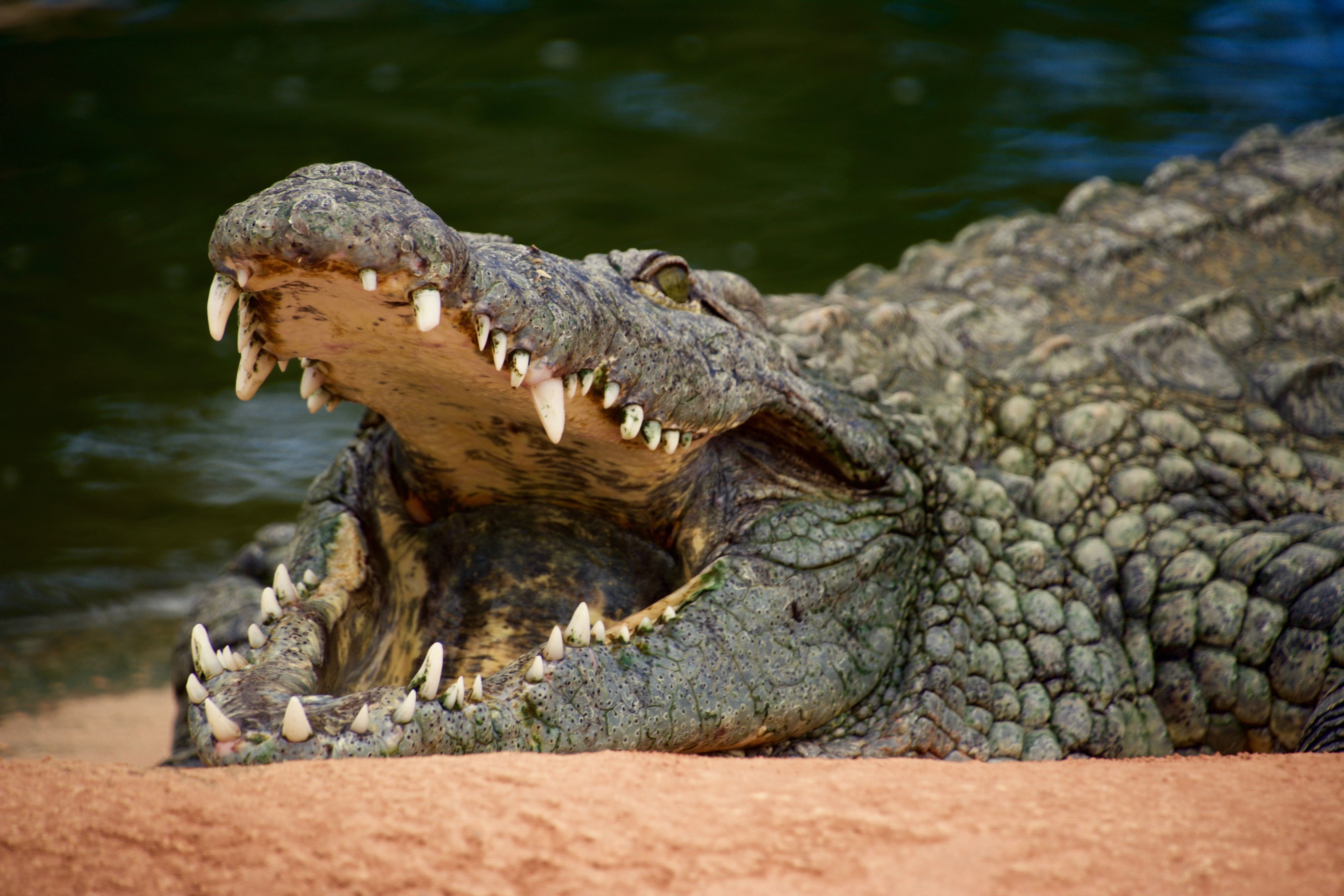 В Австралии фермер пережил нападение крокодила, укусив его в ответ