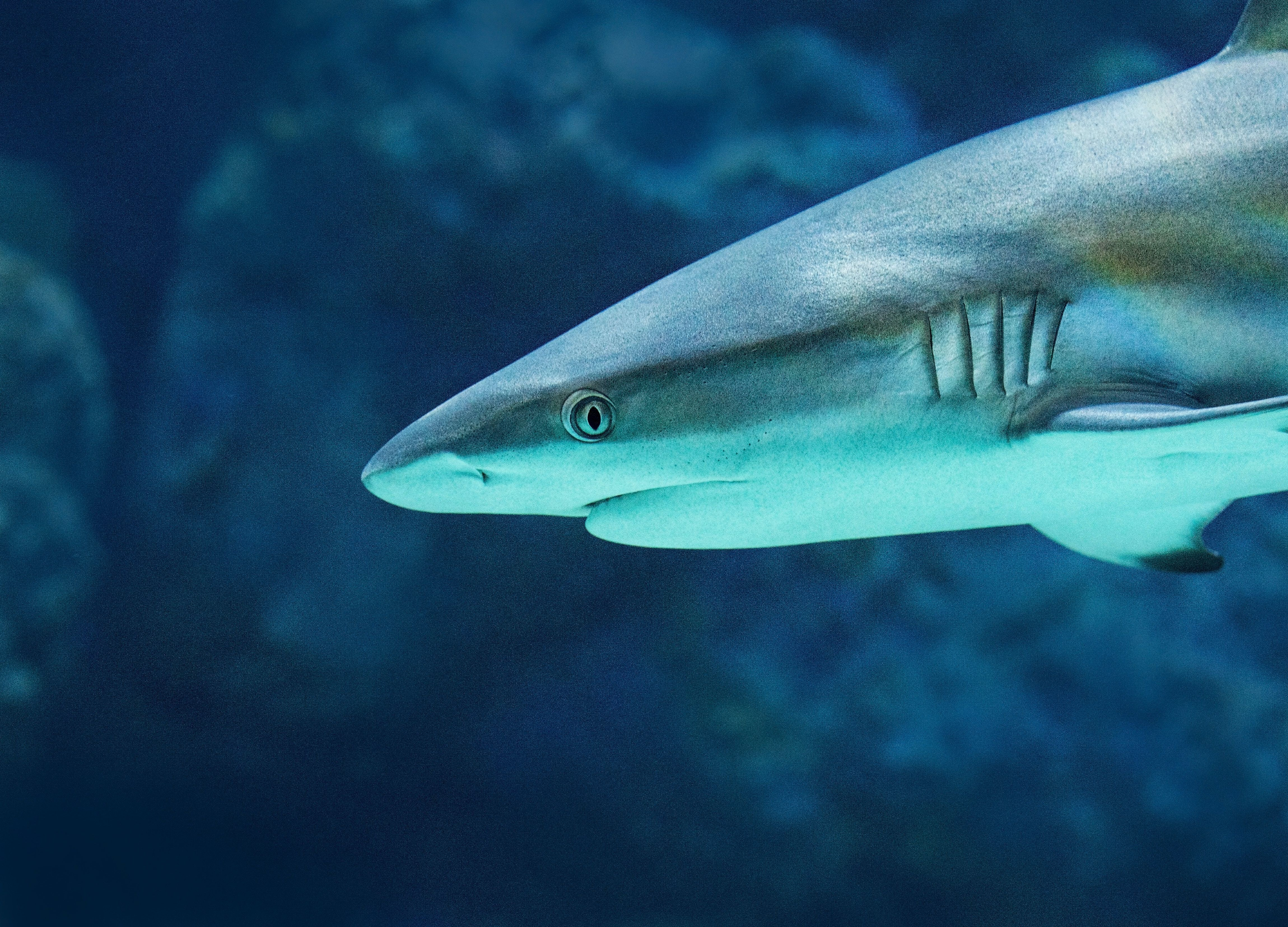 "Ходячая акула" родила детеныша без помощи самца