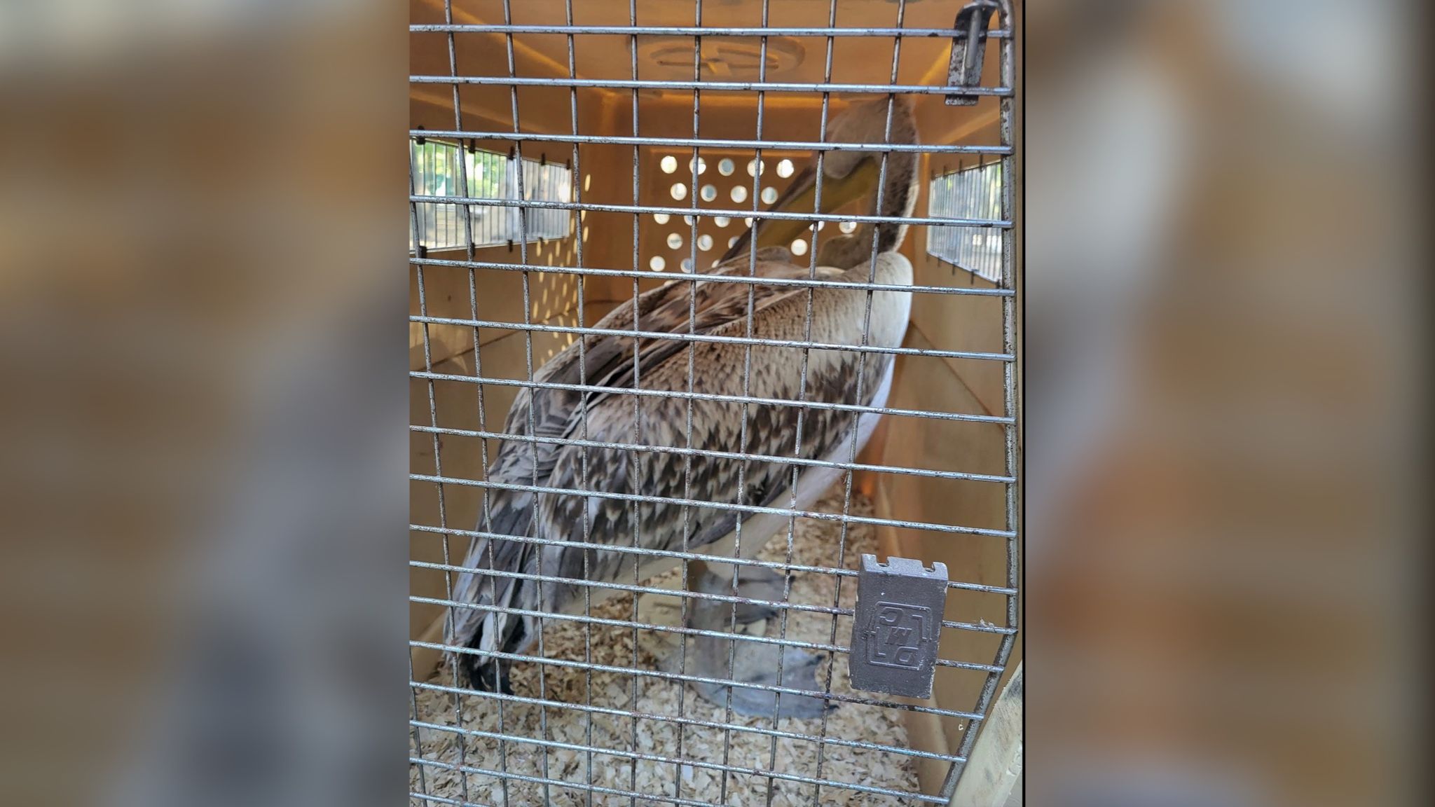 Военные спасли пеликана Военные спасли пеликана