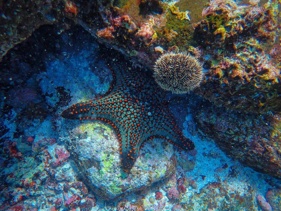 Морской еж звезда. Иглокожие морской еж. Иглокожие морские звезды. Кораллы, губки, иглокожие. Иглокожие красного моря.