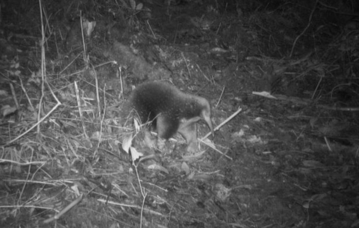 Исследователи запечатлели уникальную ехидную Аттенборо Исследователи запечатлели уникальную ехидную Аттенборо