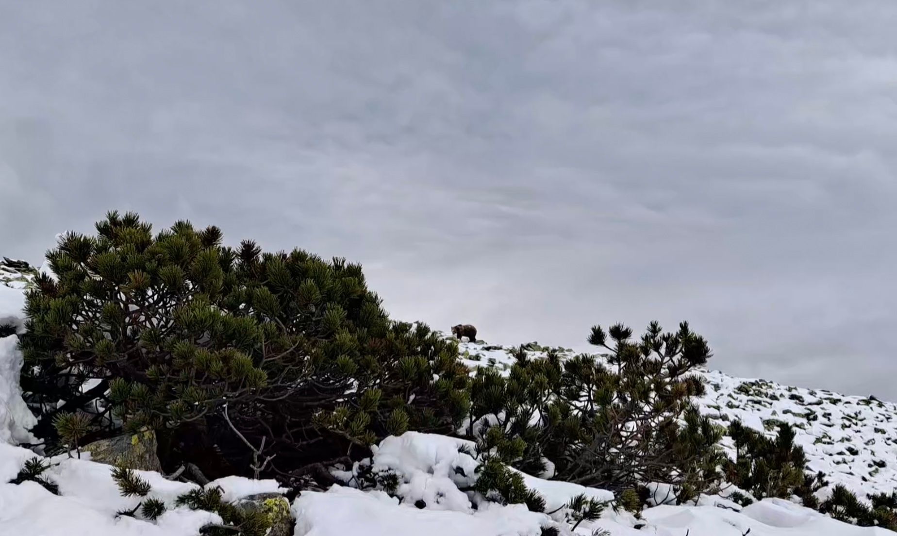 У Карпатах туристка натрапила на величезного ведмедя У Карпатах туристка натрапила на величезного ведмедя