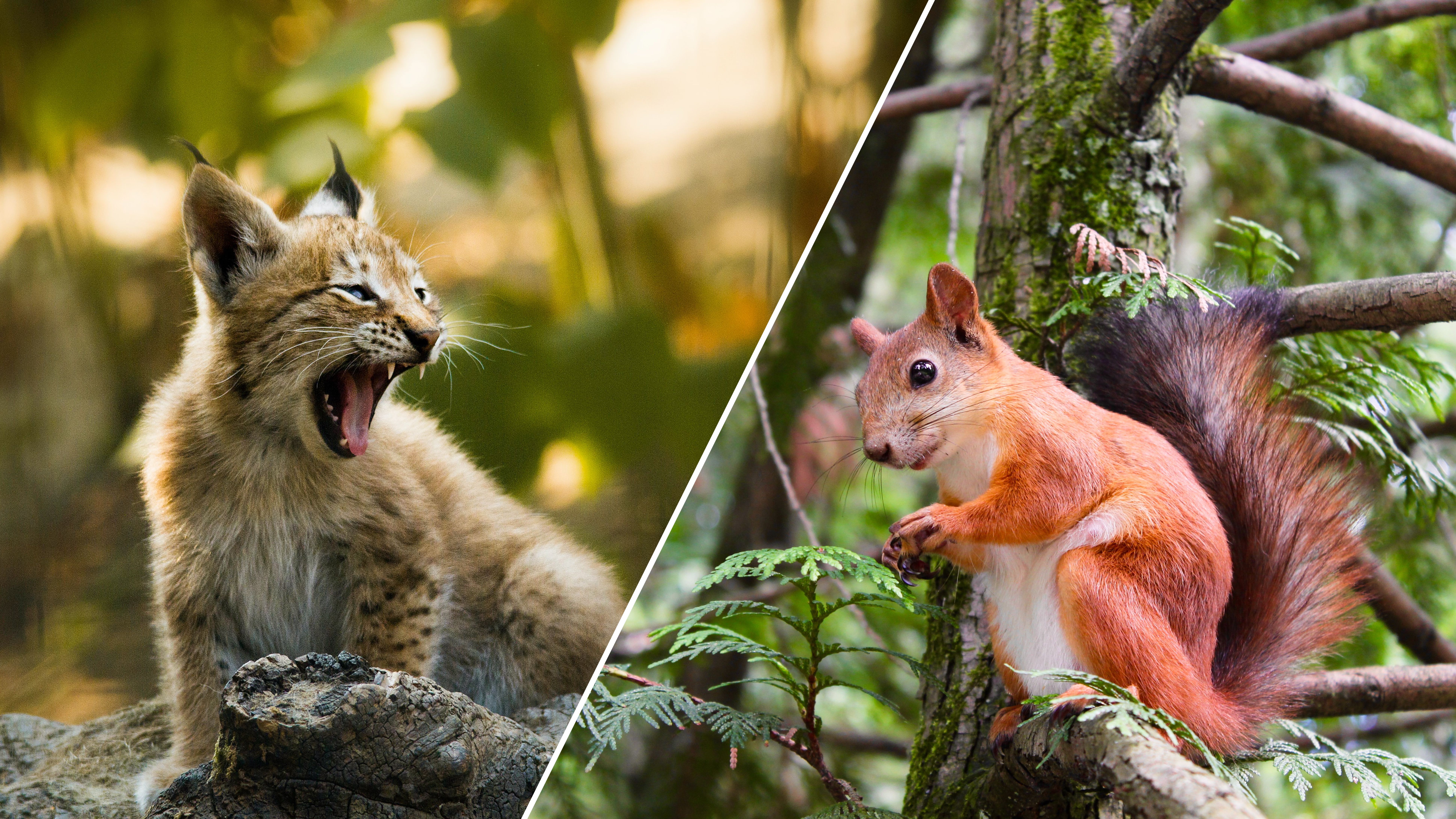 Білки показали неймовірні акробатичні навички під час втечі від рисі Білки показали неймовірні акробатичні навички під час втечі від рисі