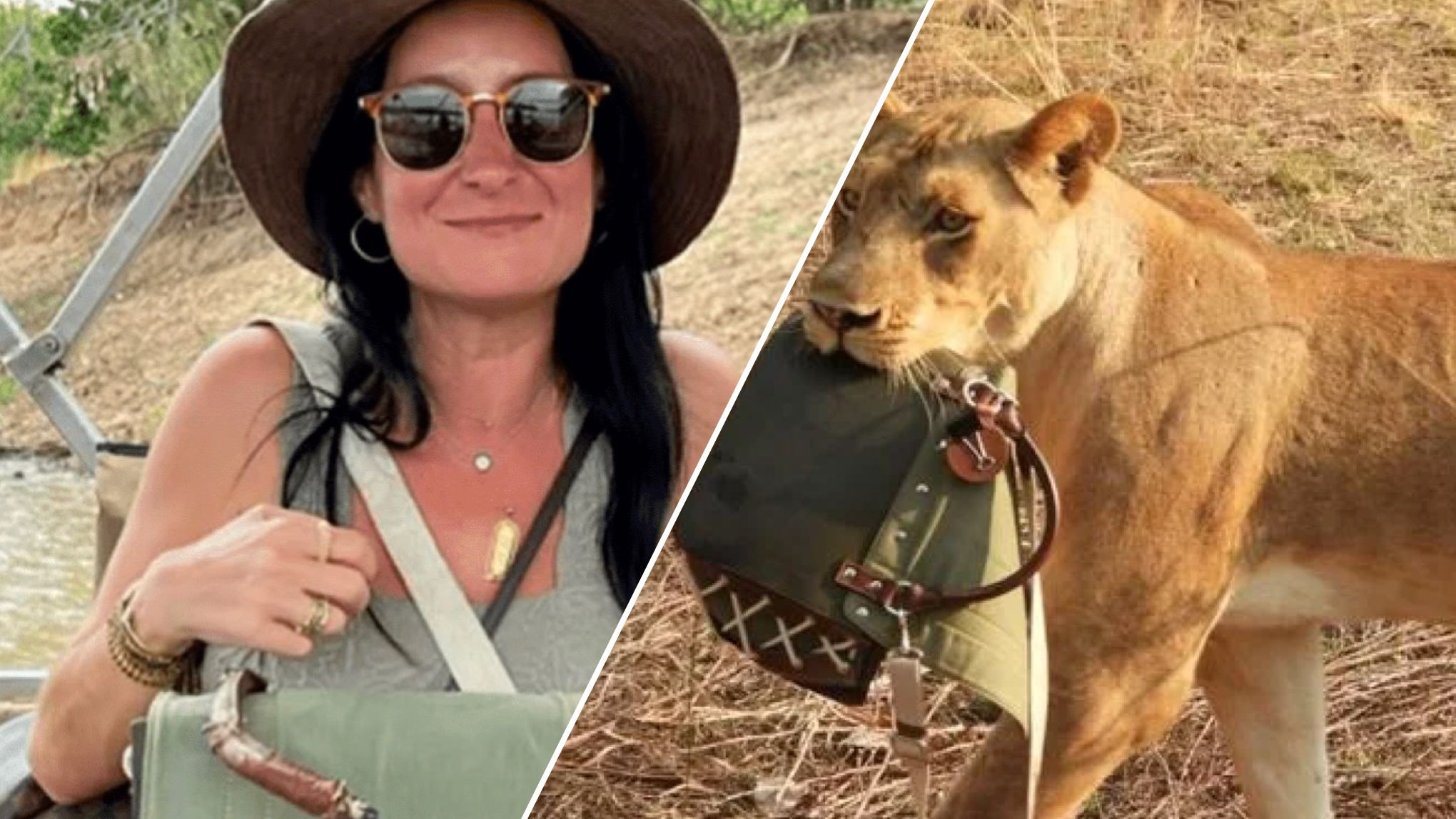 Львы украли у женщины дизайнерскую сумку во время сафари