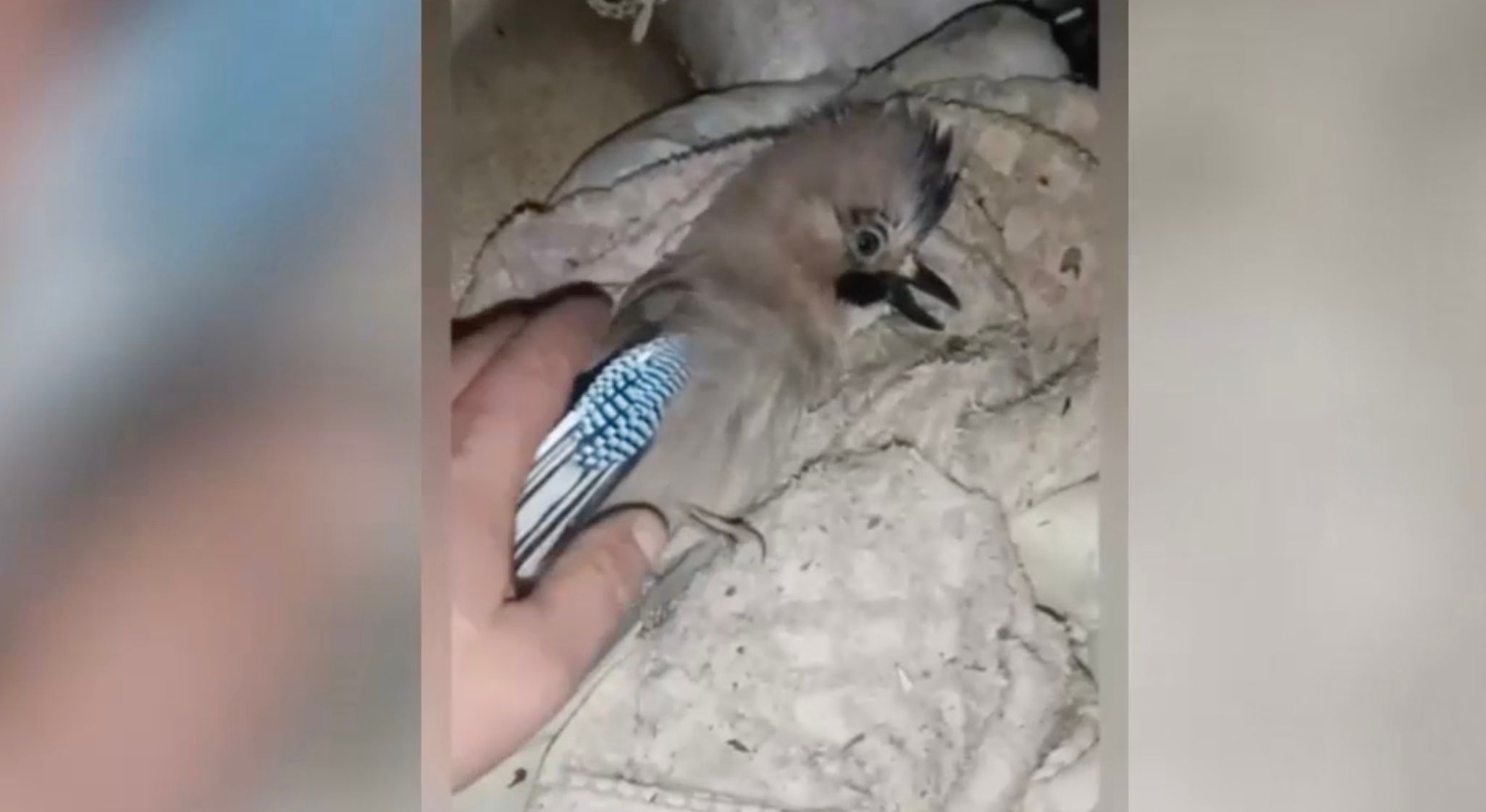 Воин ВСУ спас сокола Воин ВСУ спас сокола