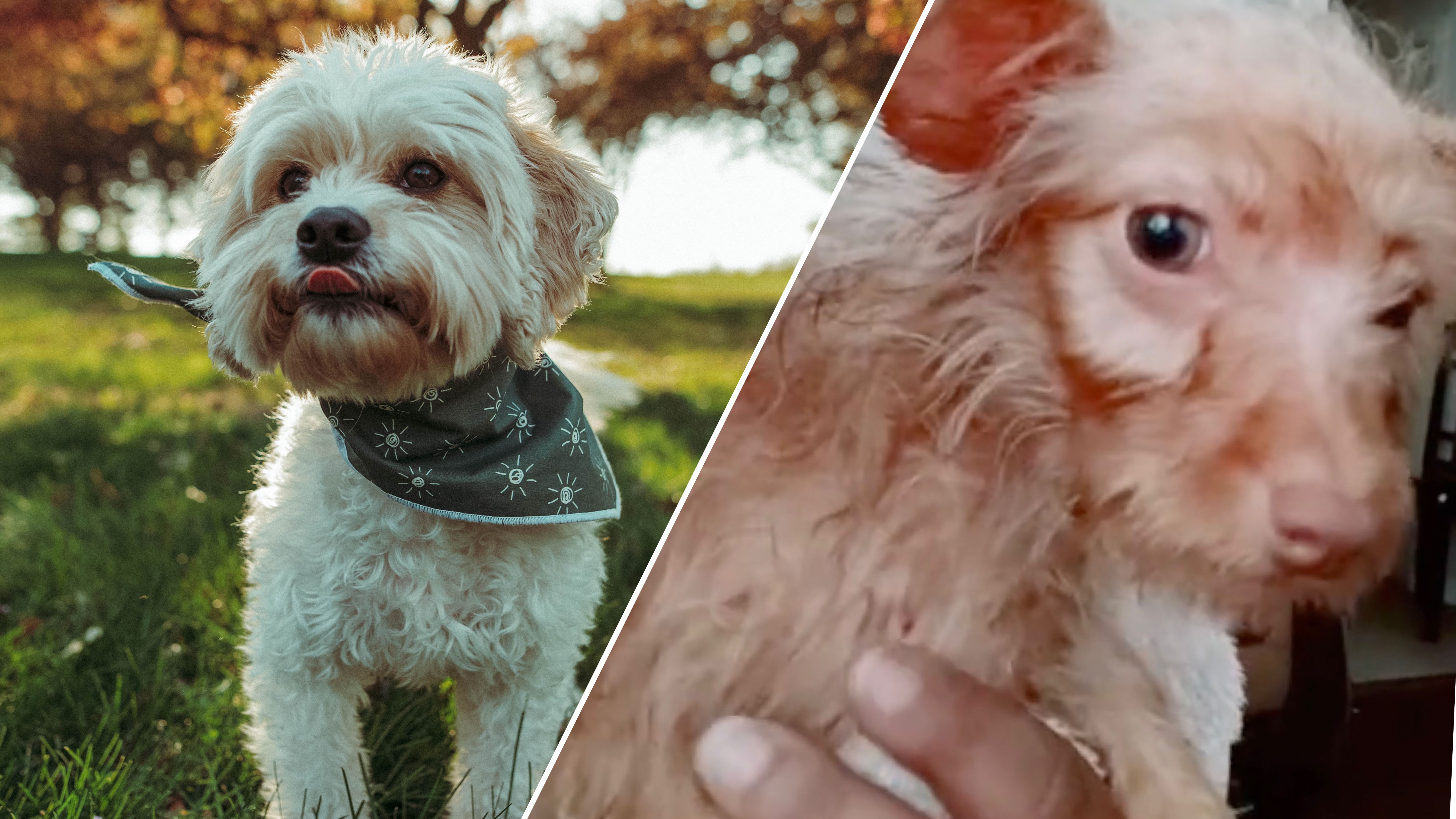 Блогерці підсунули в інтернеті не ту породу собаки Блогерці підсунули в інтернеті не ту породу собаки