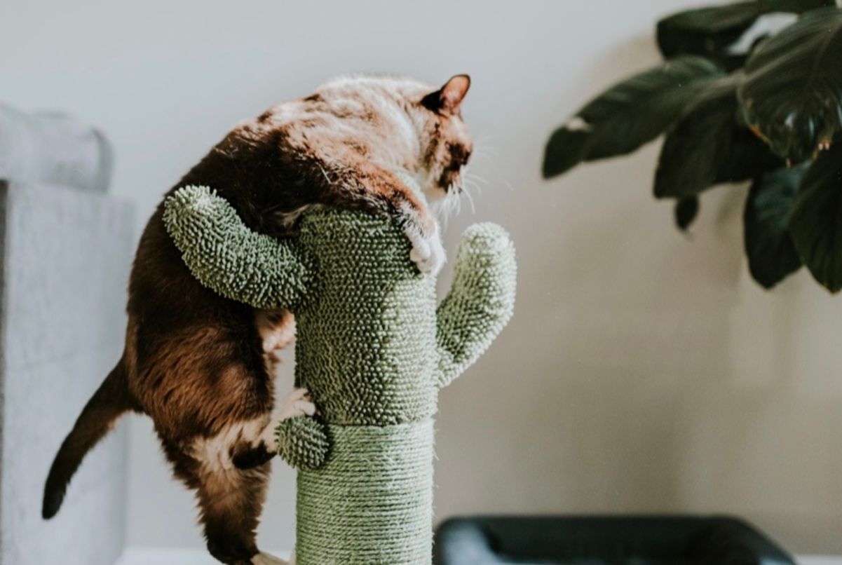 Чому кішка стрибає на стіни Чому кішка стрибає на стіни