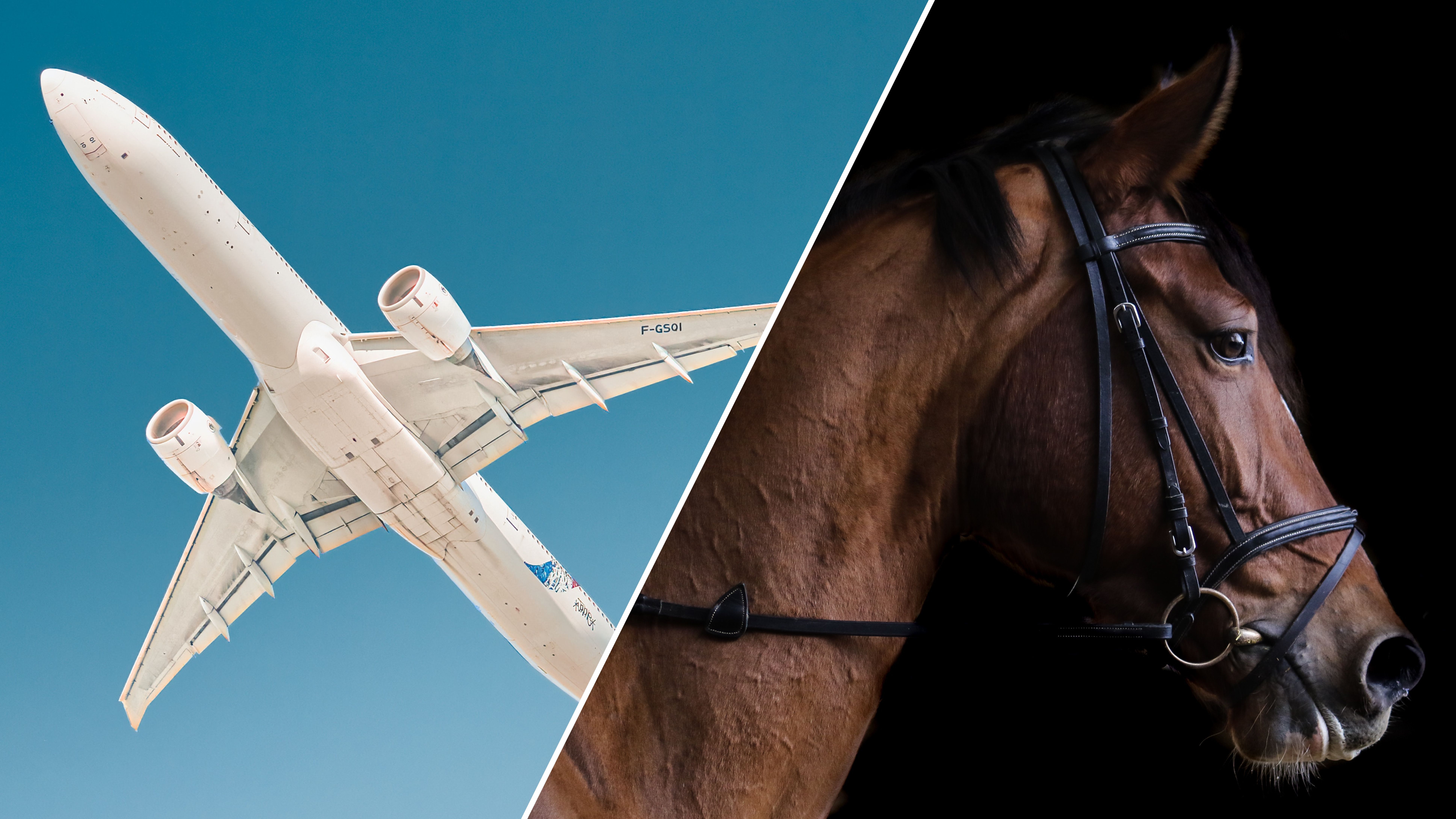 Літак довелося приземлити через коня, який бігав на борту Літак довелося приземлити через коня, який бігав на борту