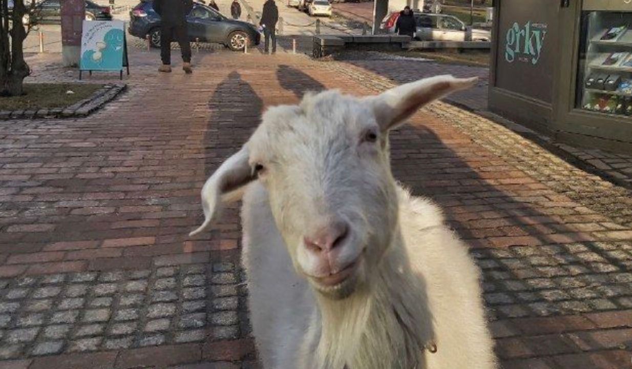 У Києві загинула найвідоміша коза Зіта