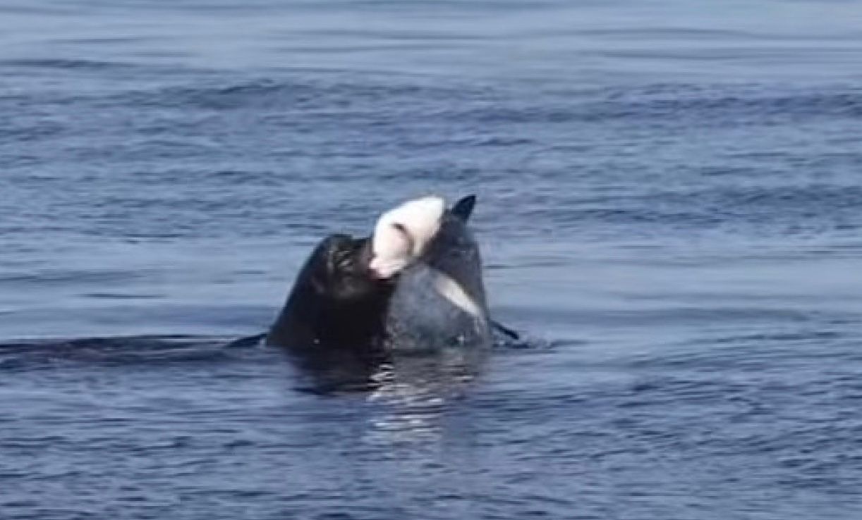 Морской лев вырвал горло акули, а затем проглотил - Pets Морской лев вырвал горло акули, а затем проглотил - Pets