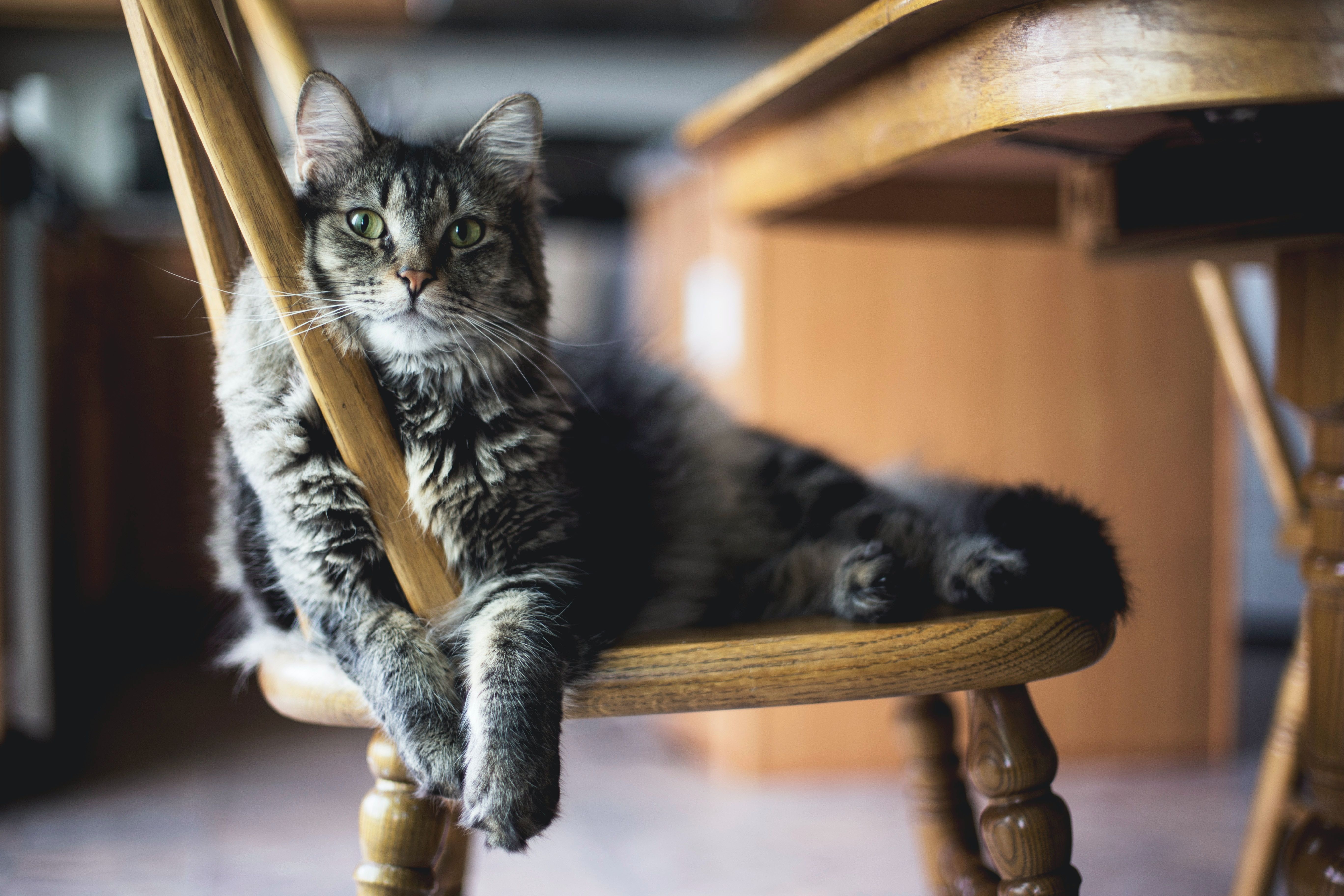 Названо звички господарів, кішки яких доживають до глибокої старості