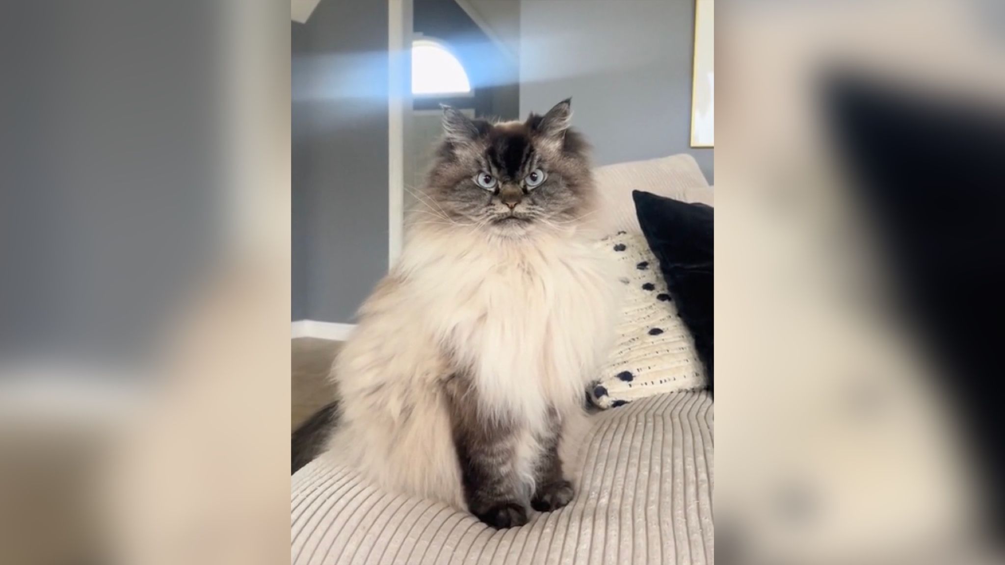 Знайдено найсуворішого кота у світі Знайдено найсуворішого кота у світі