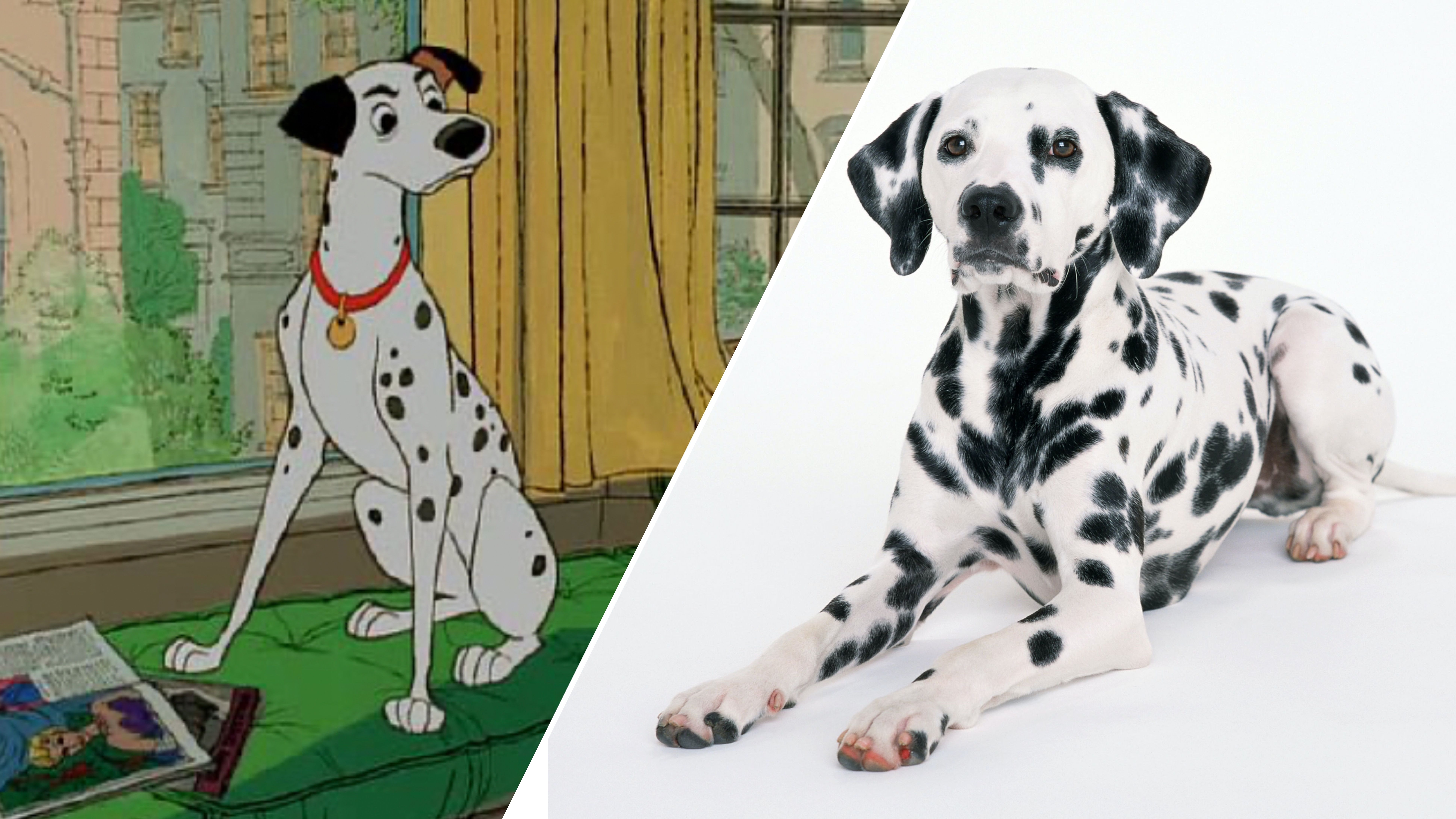 Які породи собак стали популярними завдяки кіно і мультфільмам Які породи собак стали популярними завдяки кіно і мультфільмам