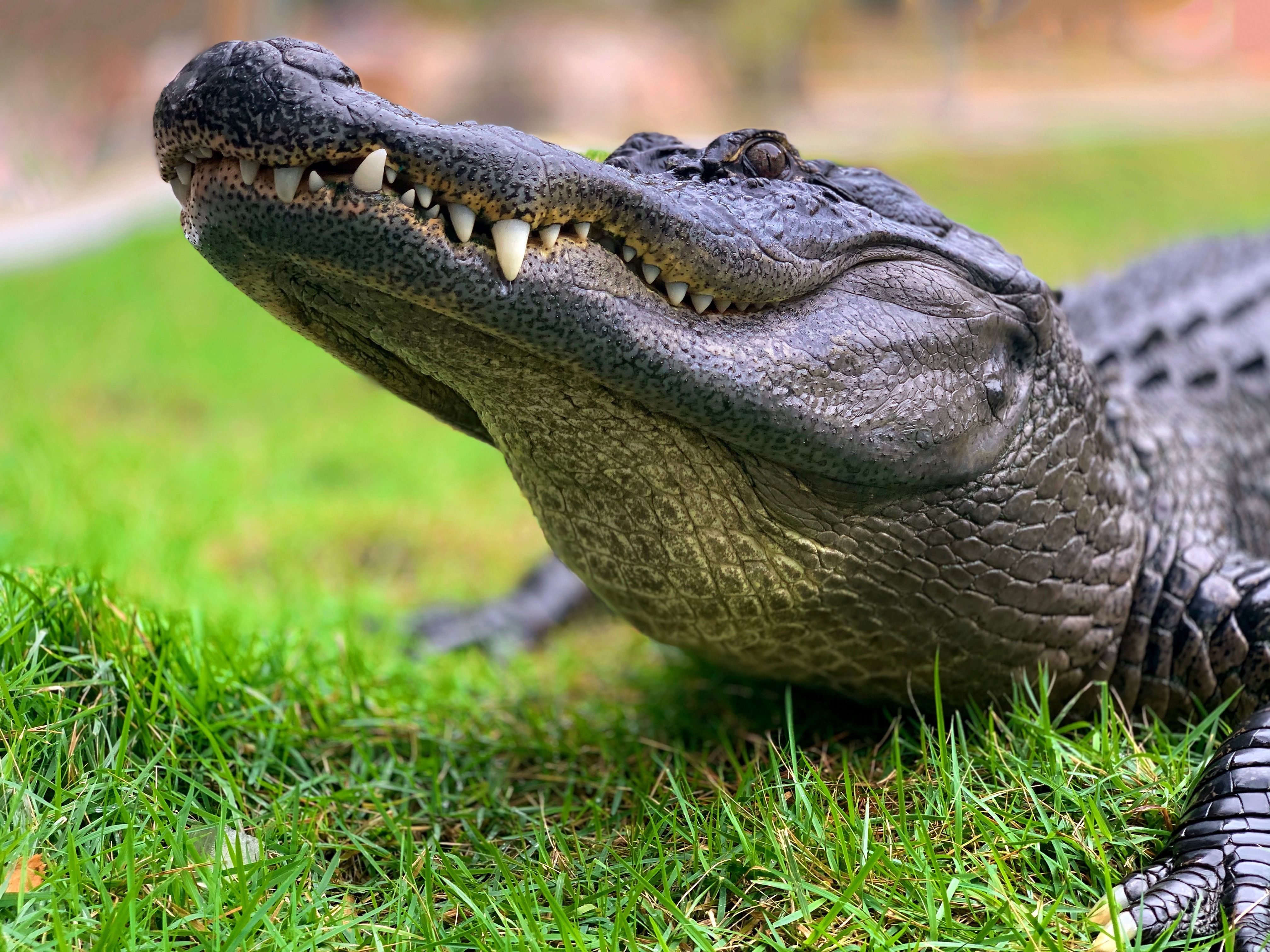 В канализации под городом обнаружили крокодила весом 197 килограммов