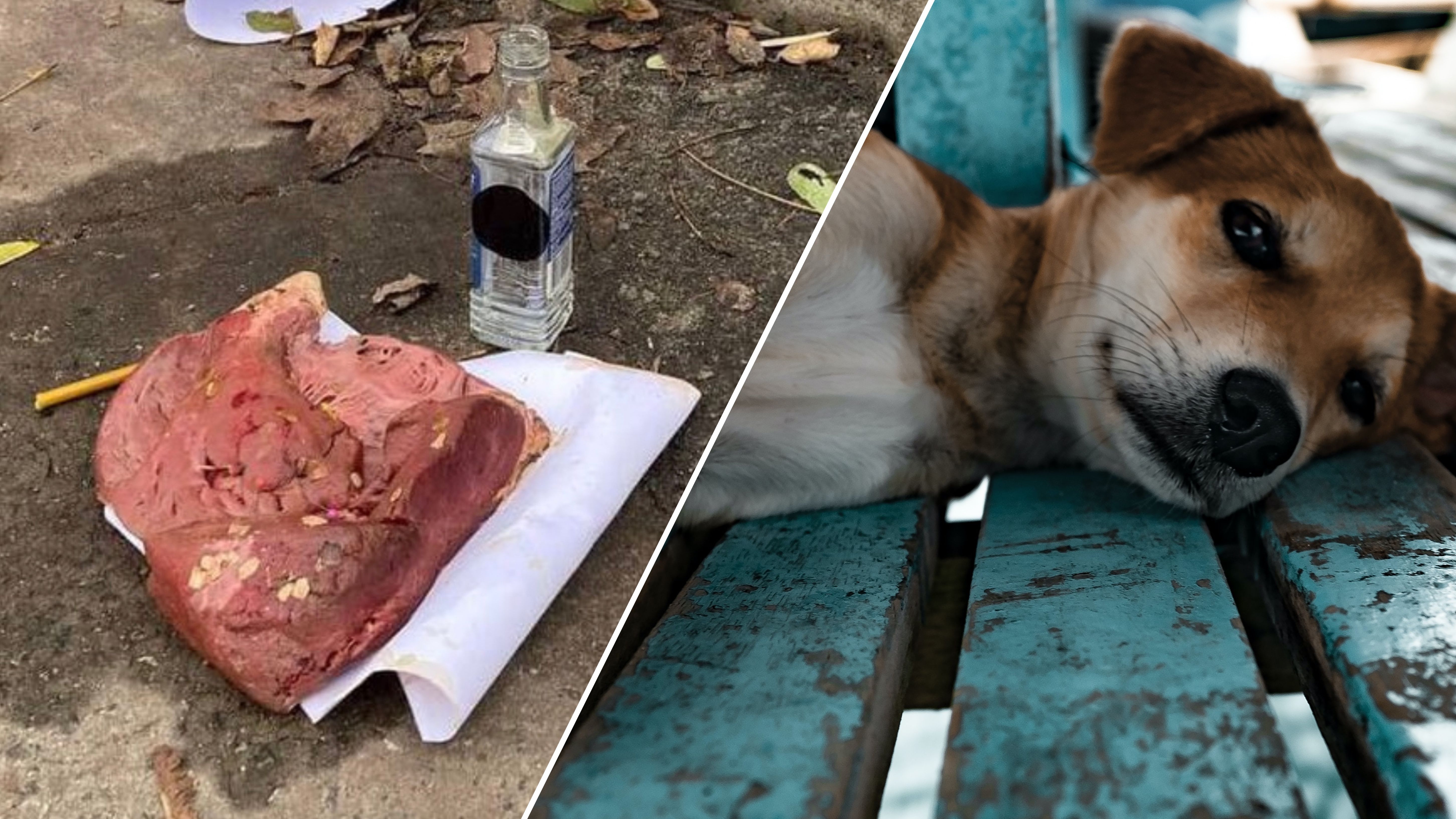 У Києві труять домашніх і вуличних собак У Києві труять домашніх і вуличних собак