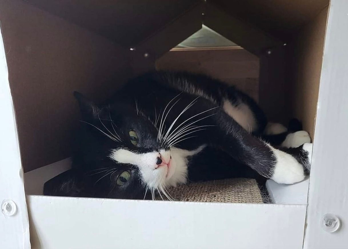 Уличный кот Гацек нашел новый дом и похудел