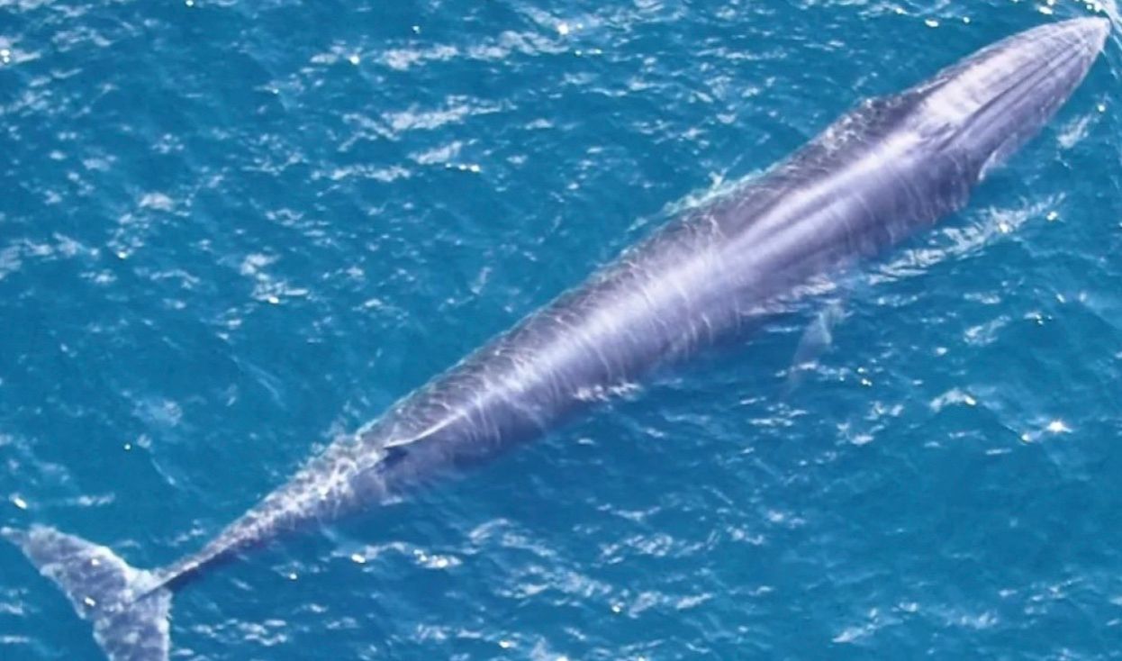 У Мексиканській затоці залишився всього 51 кит Райса