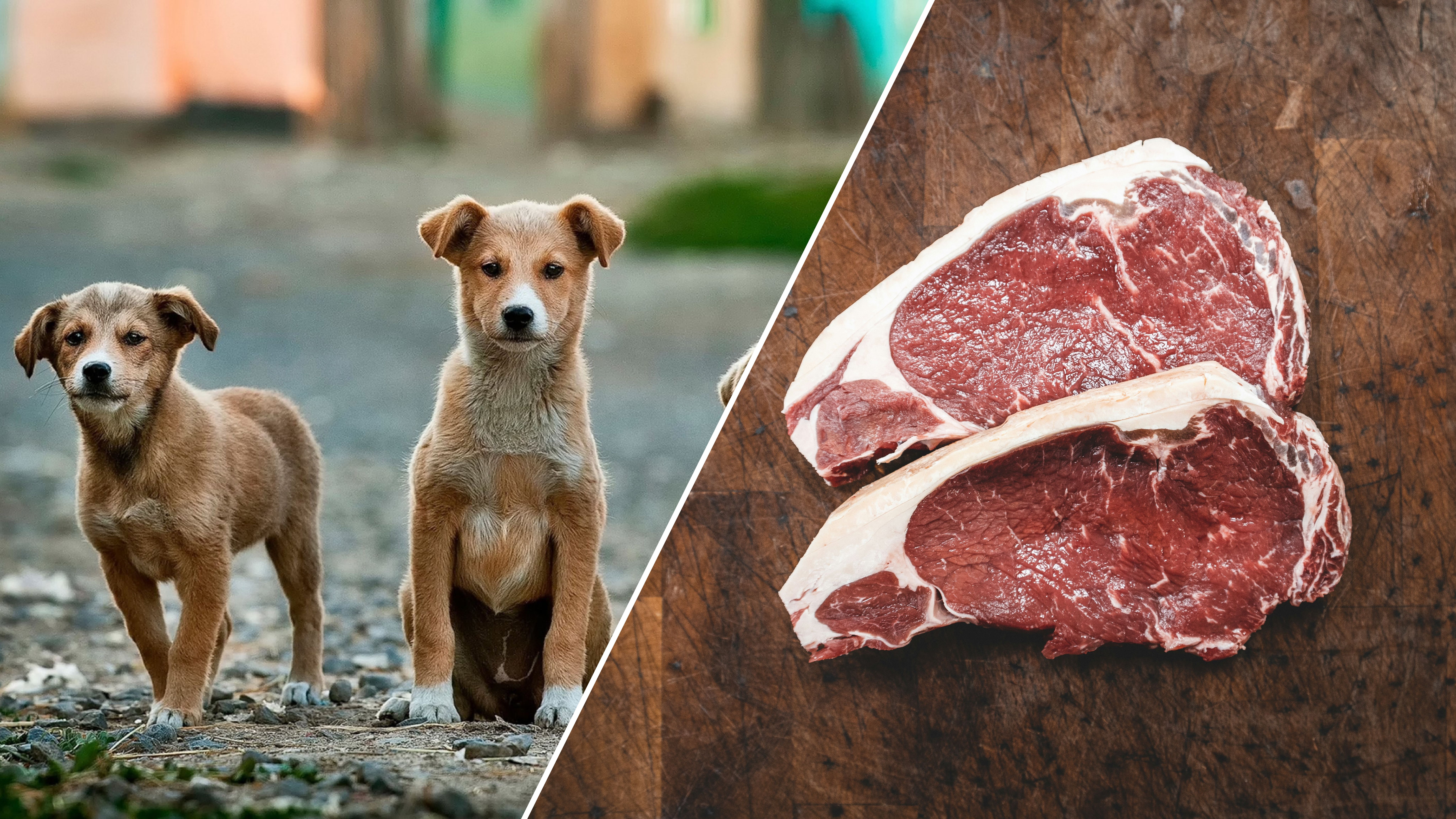В Южной Корее хотят запретить есть собачье мясо