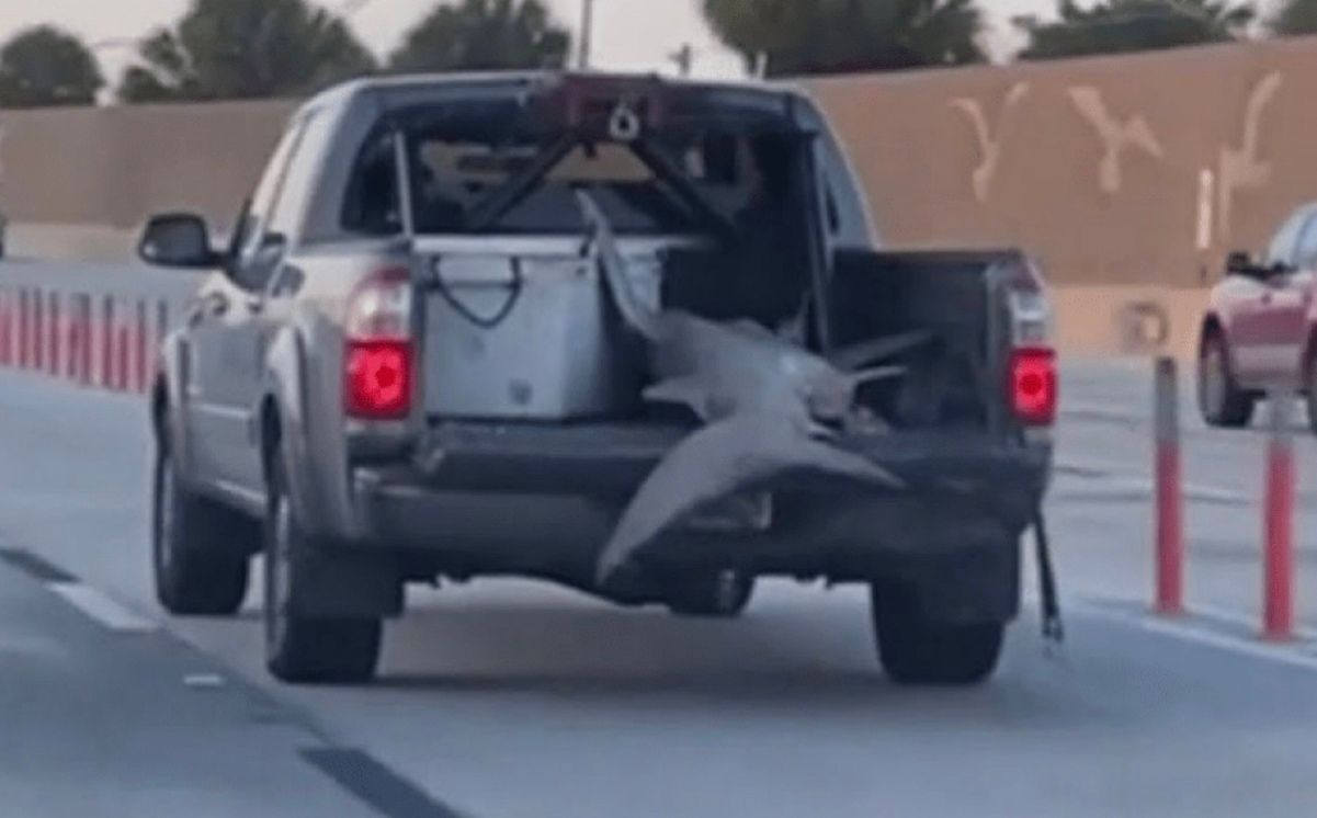 Величезна акула "осідлала" пікап Величезна акула "осідлала" пікап