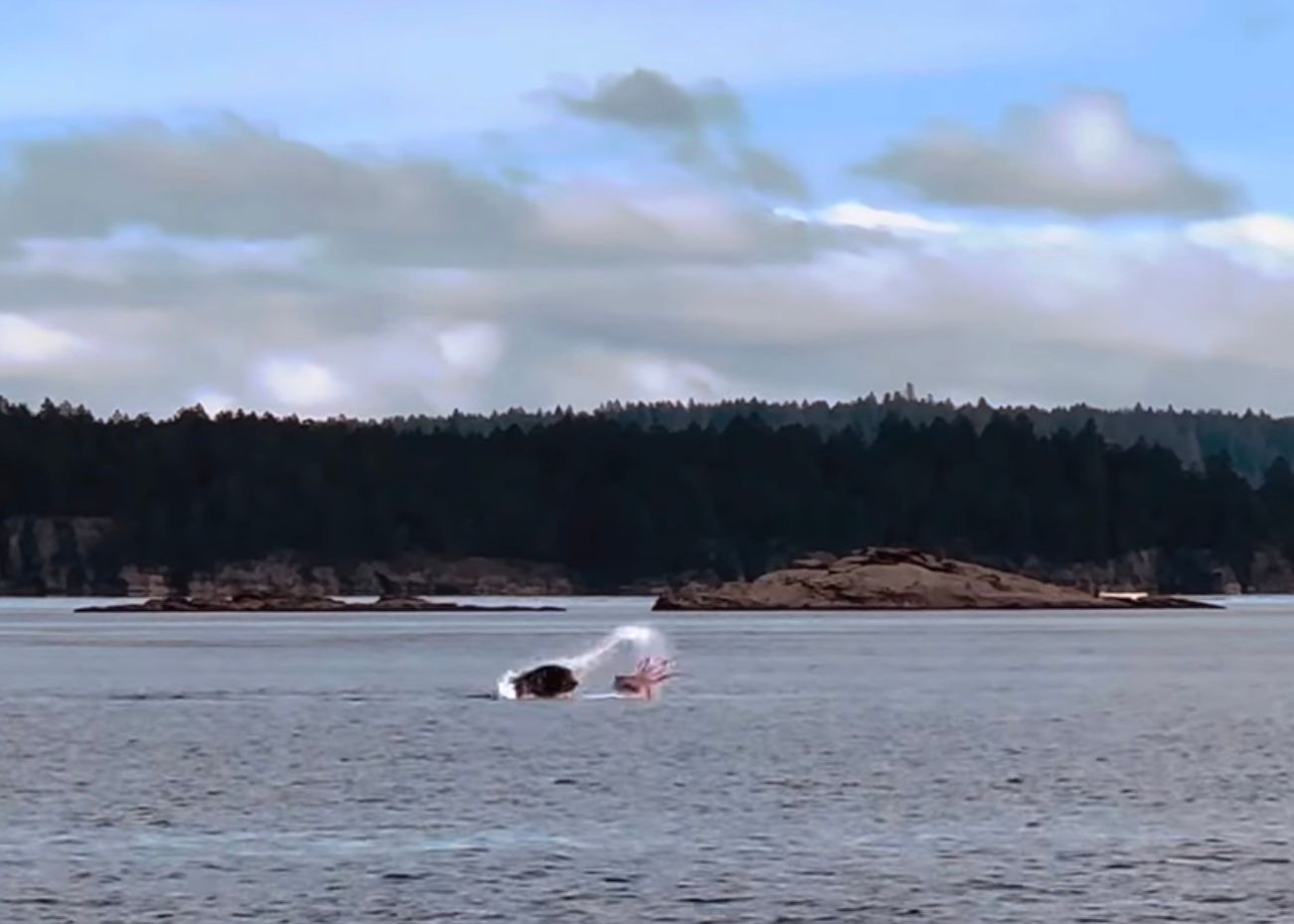 Сутичка морського лева і восьминога Сутичка морського лева і восьминога