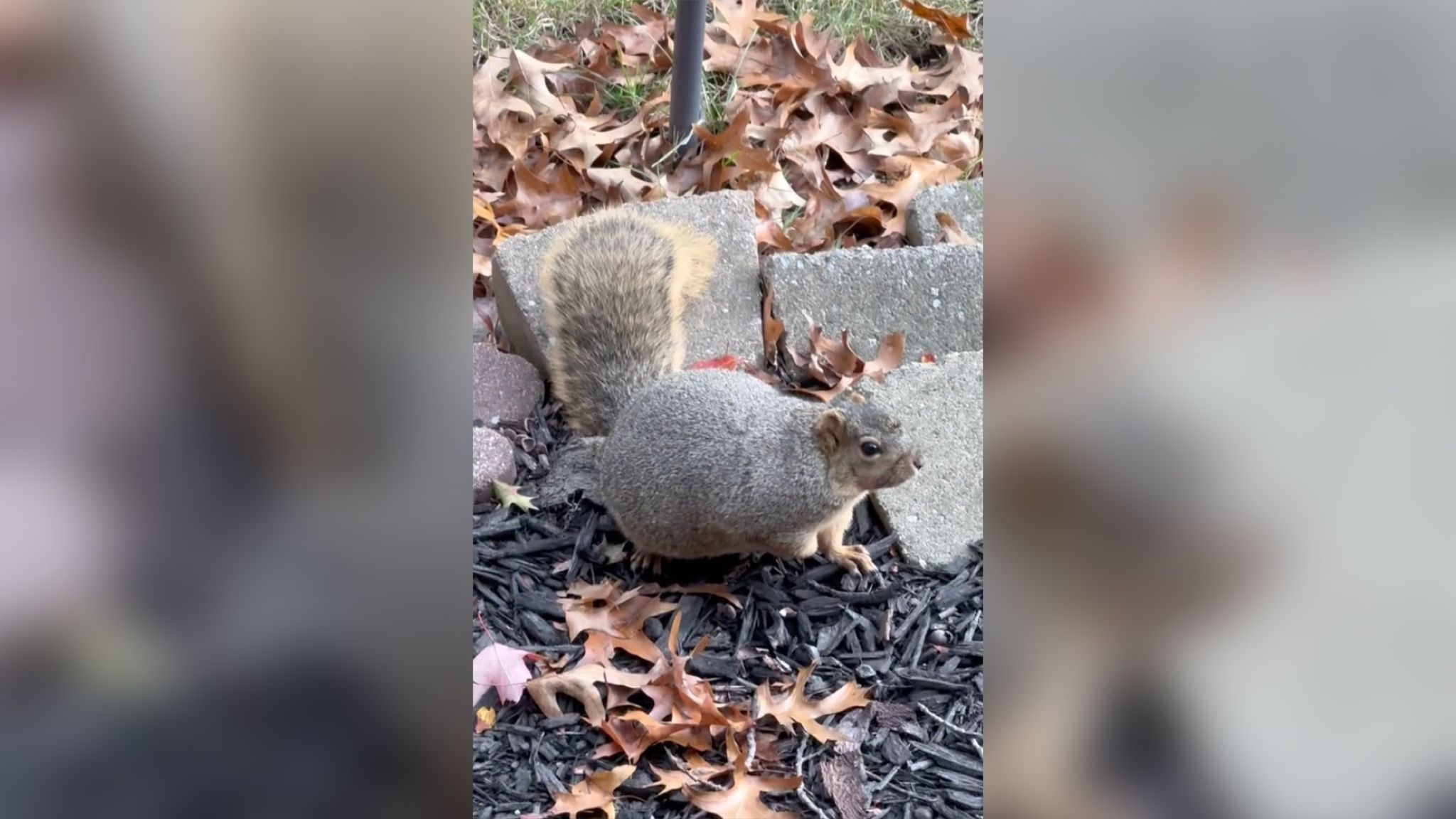 Білка, яка постійно краде гарбузи, стала занадто товстою Білка, яка постійно краде гарбузи, стала занадто товстою