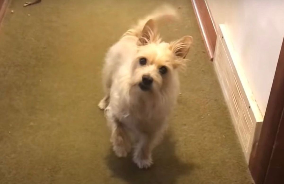 Пес симулює біль лапи, але все змінює команда власника Пес симулює біль лапи, але все змінює команда власника