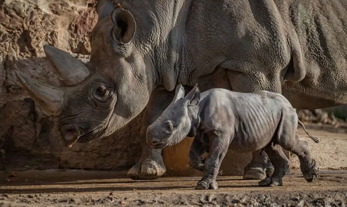 В Честерском зоопарке родился редкий черный носорог