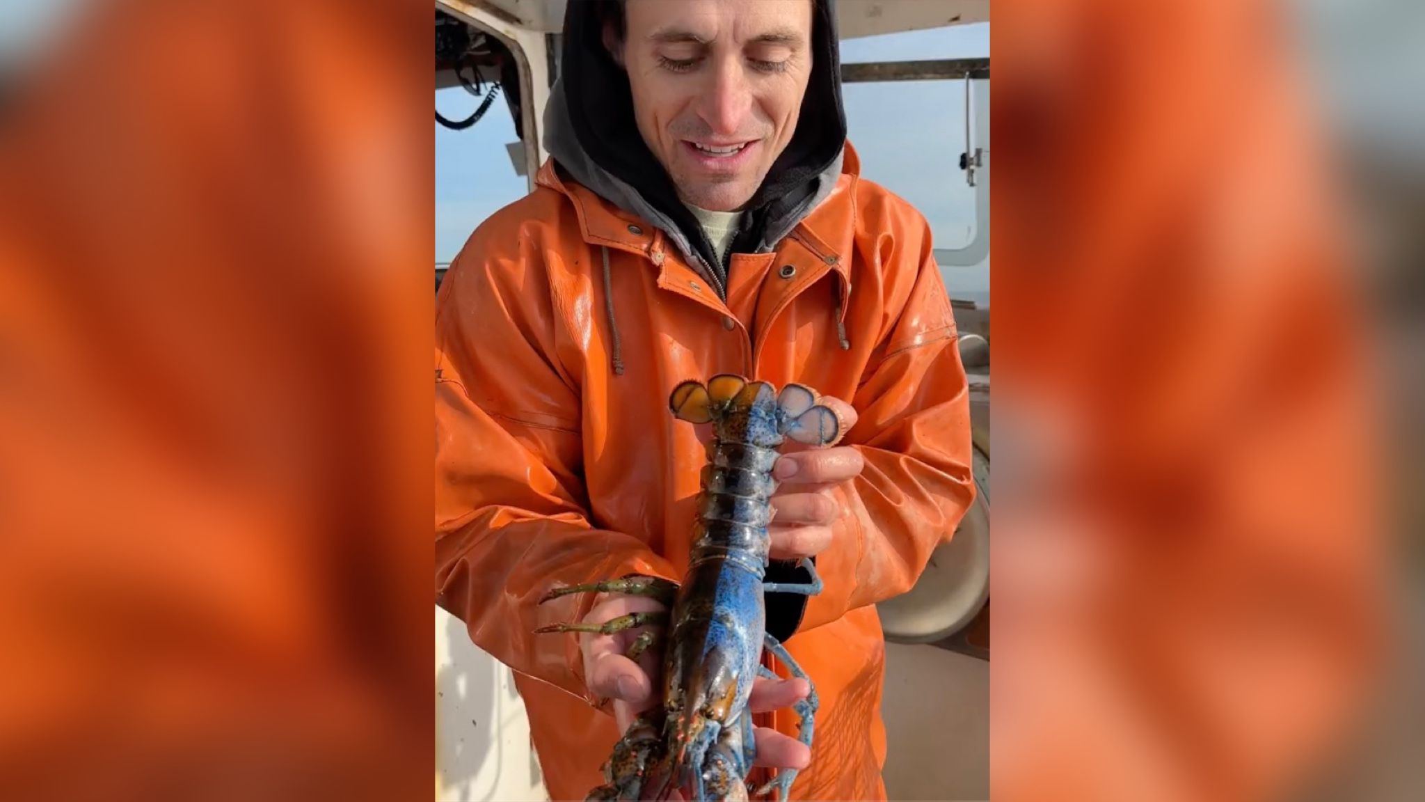 Рибалка спіймав рідкісного двоколірного омара-гермафродита