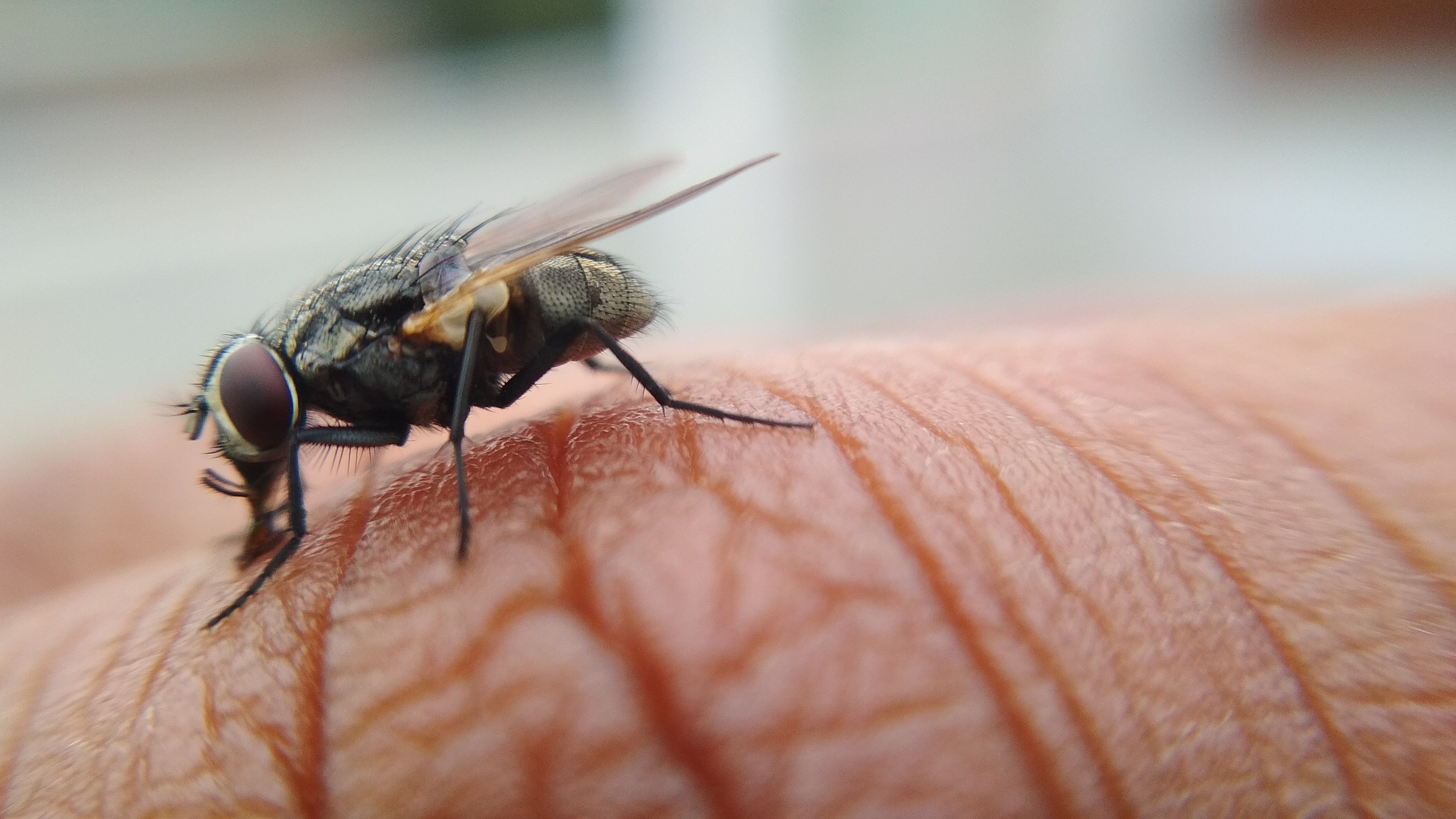 Живую жужжащую муху нашли в желудке человека