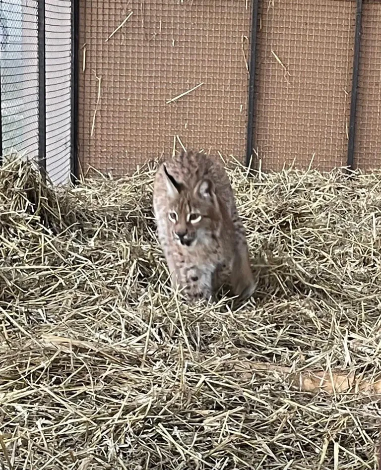 Тварина стала на лапи