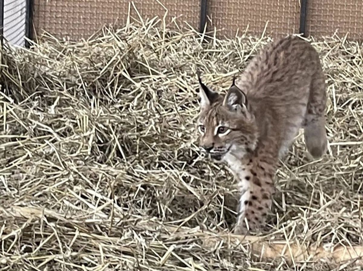 В каком состоянии краснокнижная рысь, спасенная от продаж в Киевской области В каком состоянии краснокнижная рысь, спасенная от продаж в Киевской области