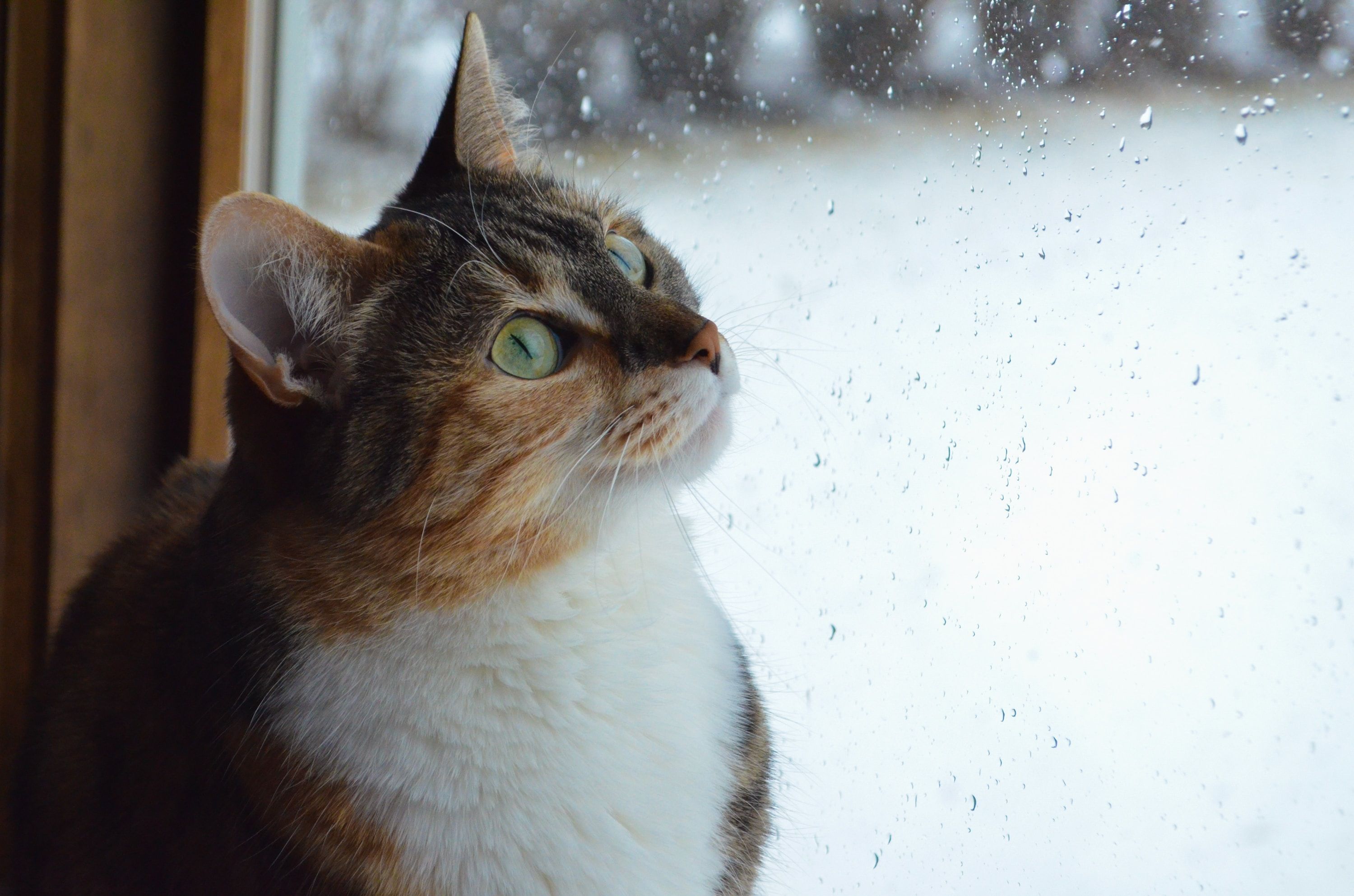 Мережу розсмішила реакція котика на перший сніг