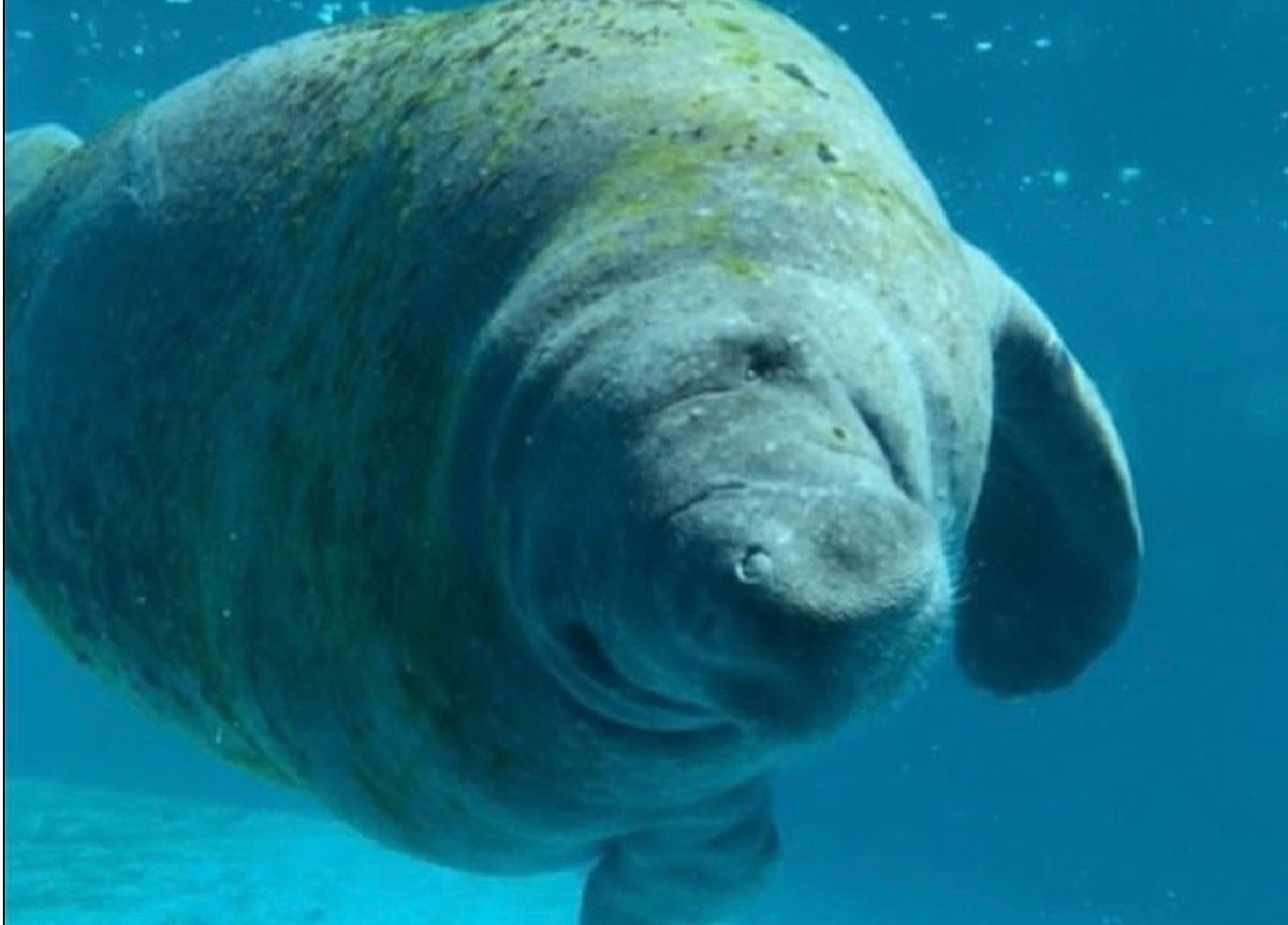 Самый печальный ламантин в мире заперт в крохотной "клеточке" Самый печальный ламантин в мире заперт в крохотной "клеточке"