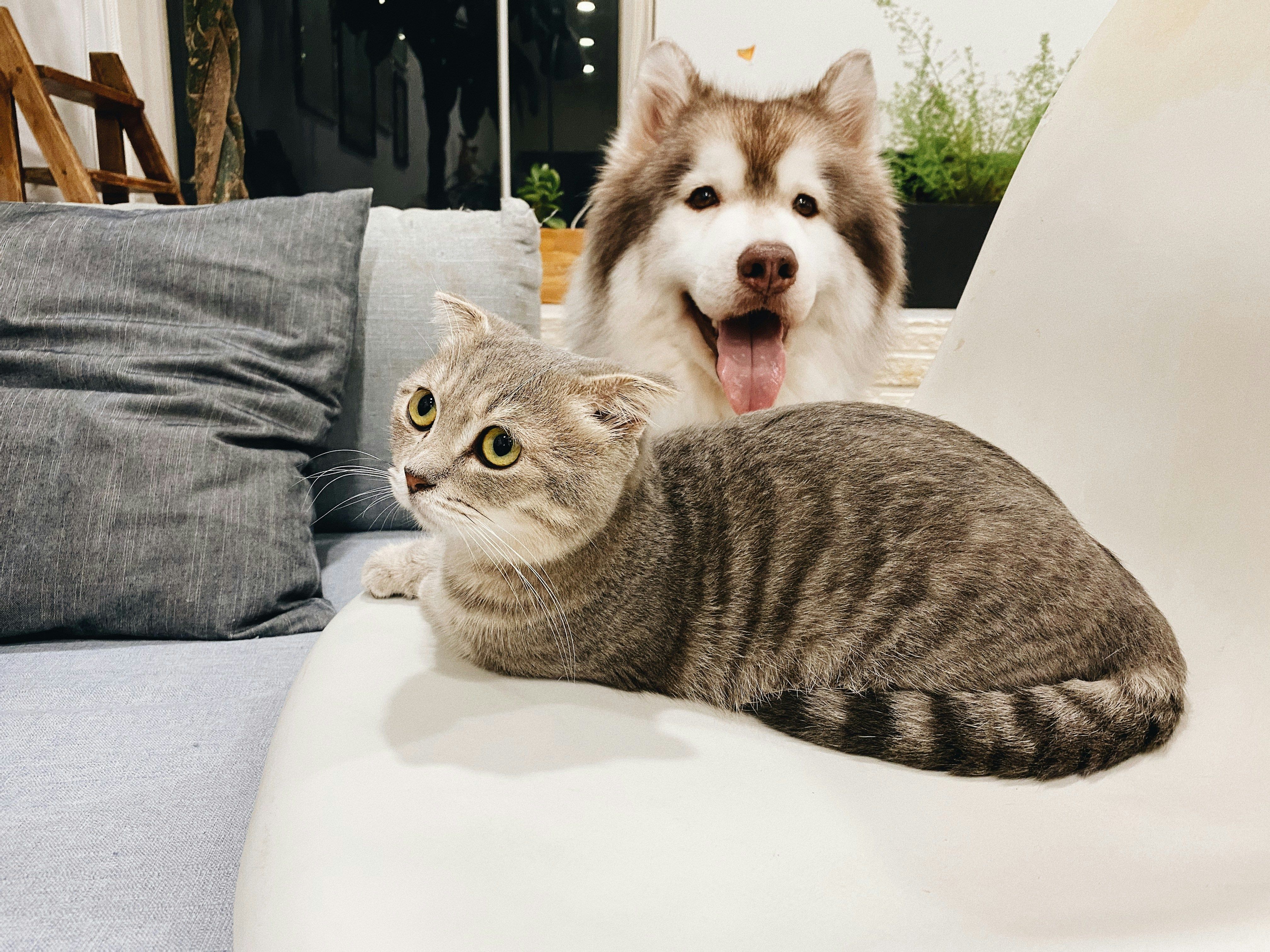Як позбутися запаху кота чи собаки вдома Як позбутися запаху кота чи собаки вдома