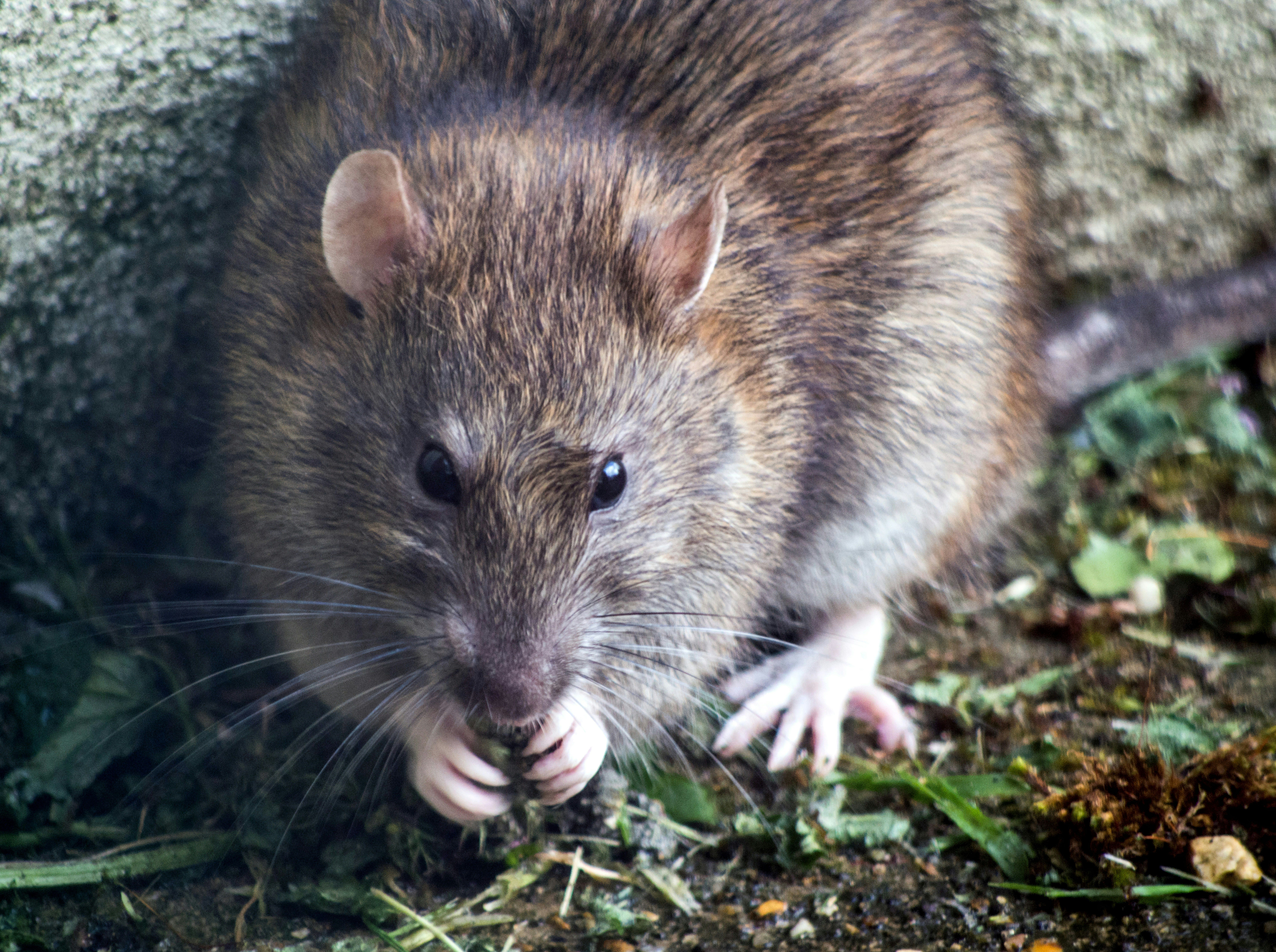 "Крысиная чума" накрыла города Австралии