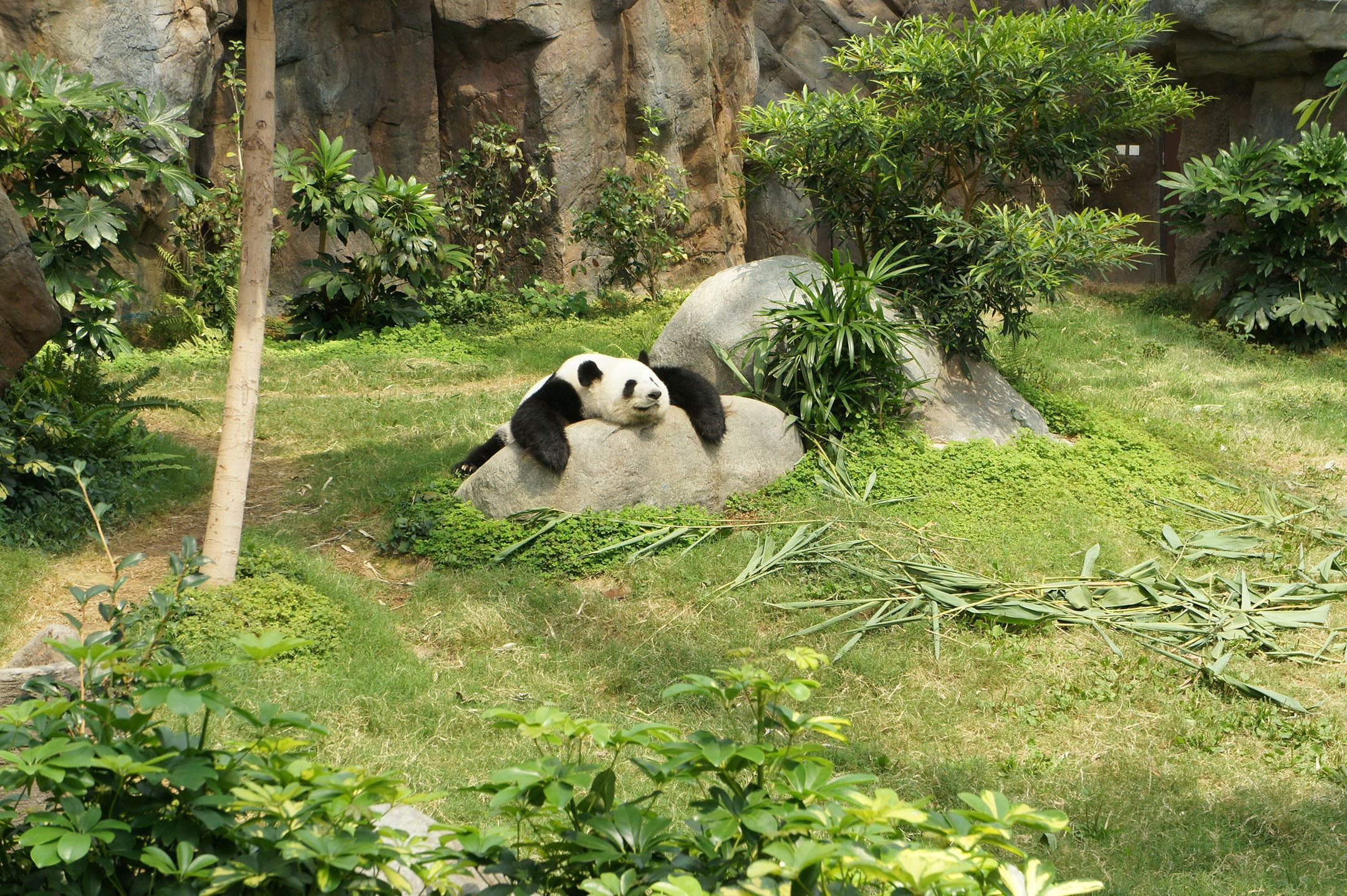 Панда навчилася скочуватися з трав'янистого пагорба