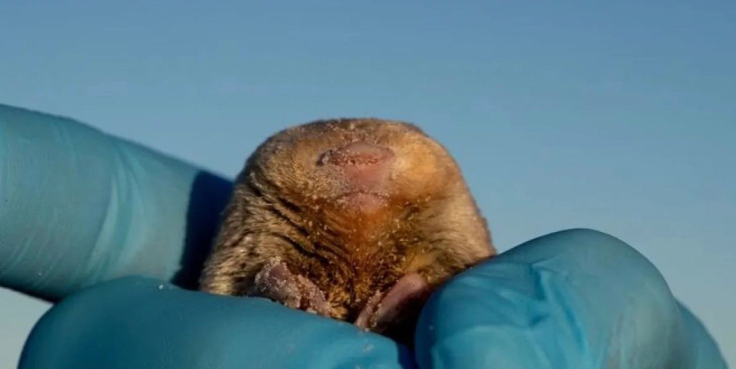 Золоті кроти Де Вінтона живі Золоті кроти Де Вінтона живі