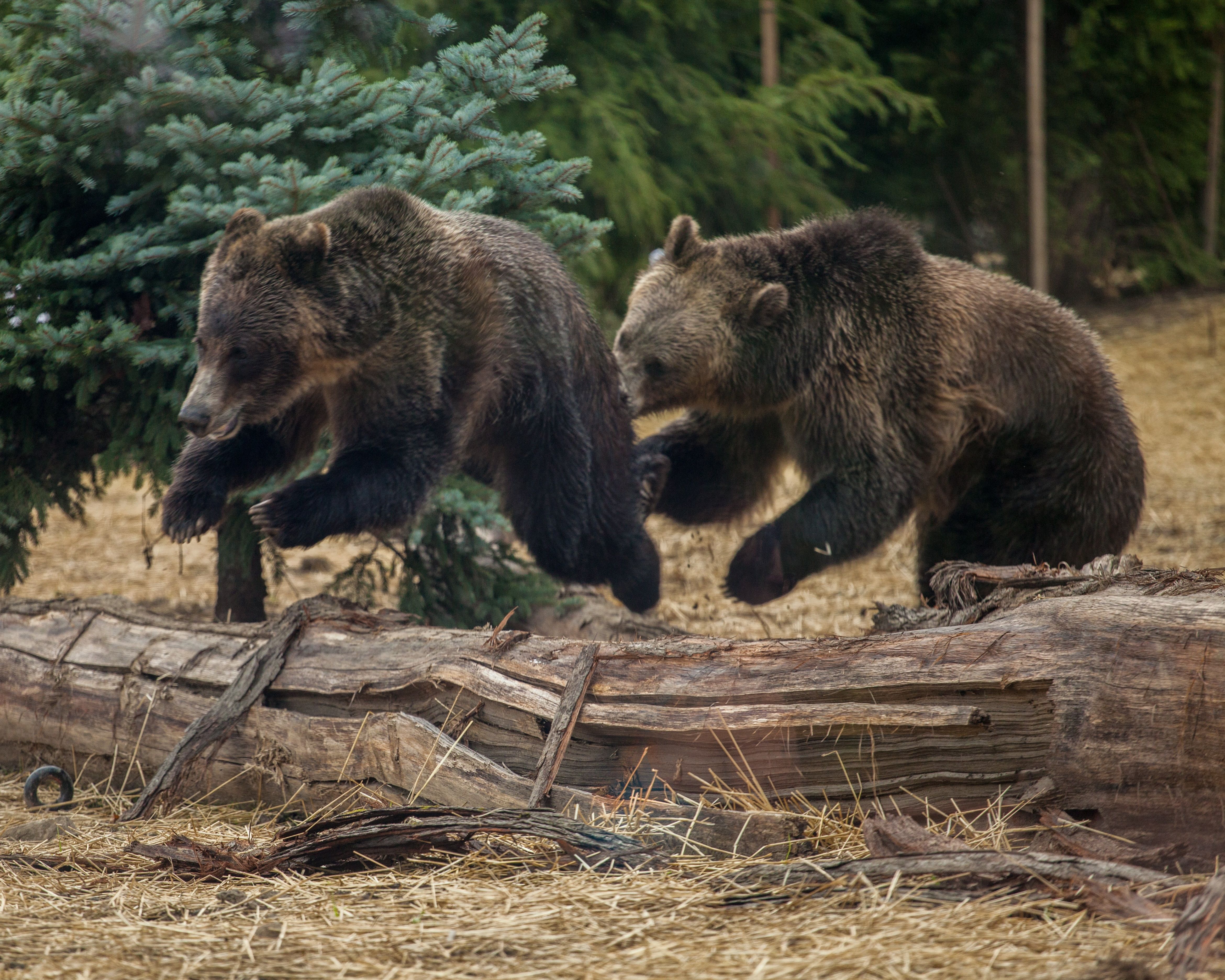 Туристка показала ужасную встречу с медведями