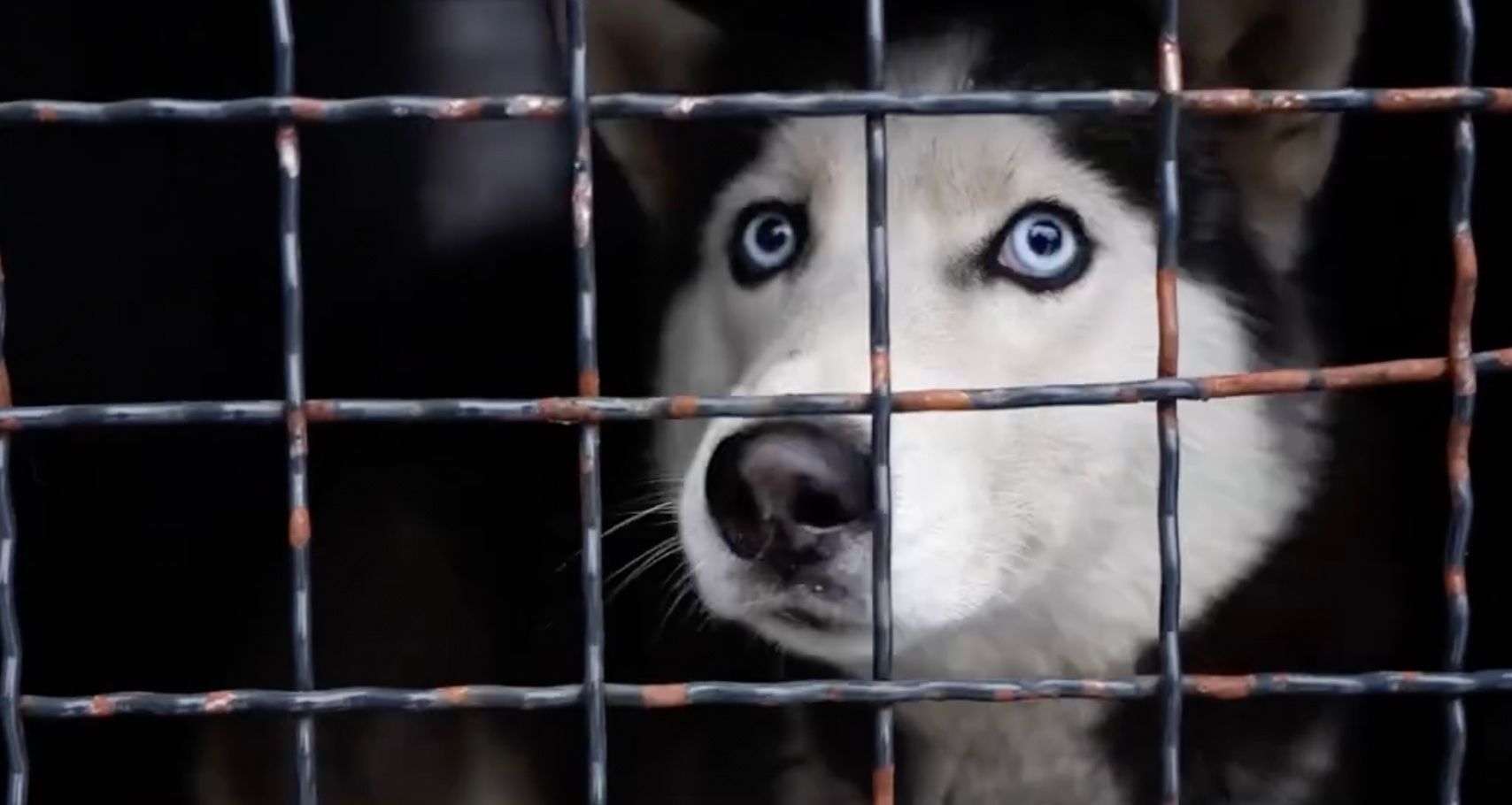 Полицейские спасли хаски, которая оказалась на улице совсем одна Полицейские спасли хаски, которая оказалась на улице совсем одна