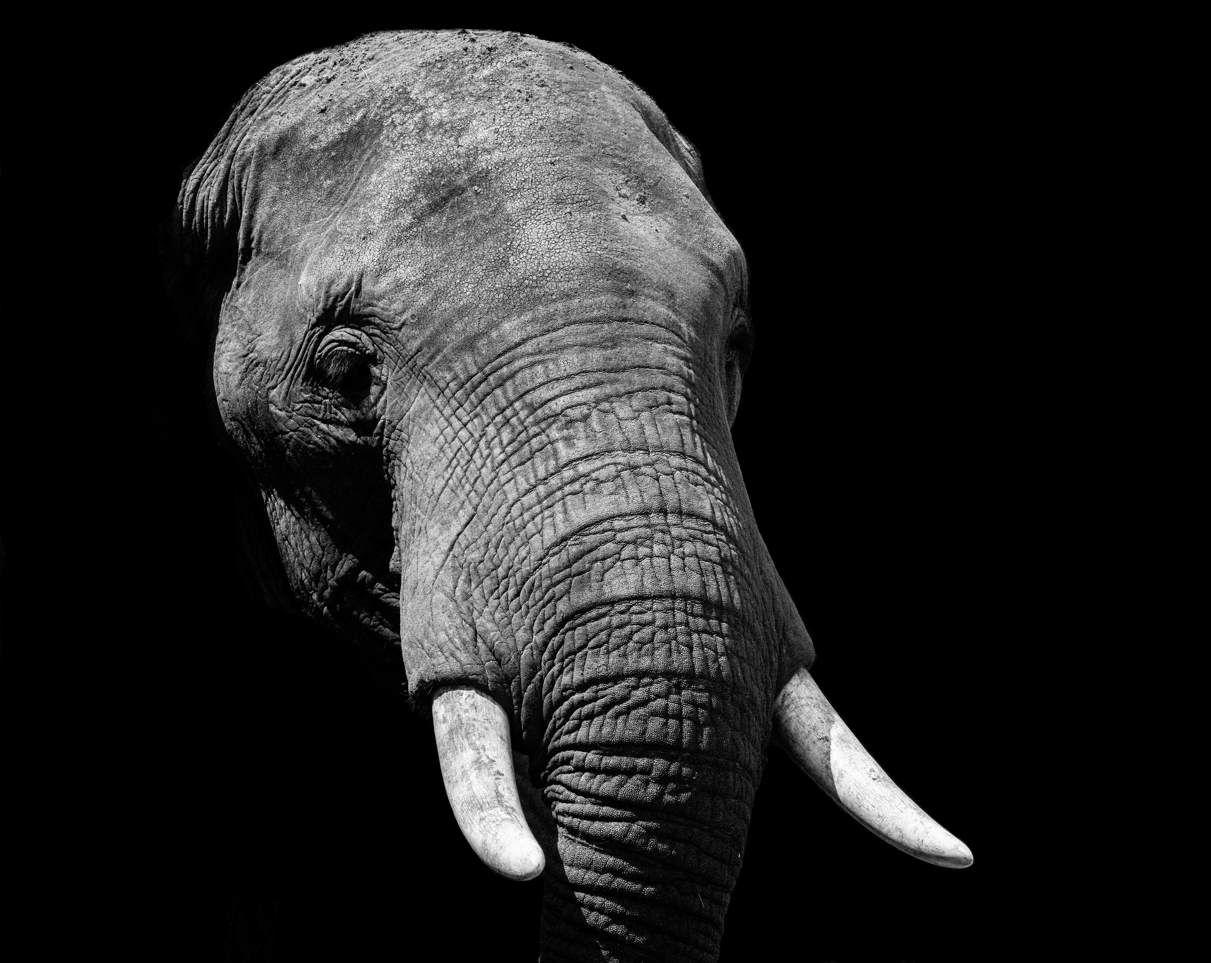 "Найсумніша слониха" на Землі померла в неволі та на самоті