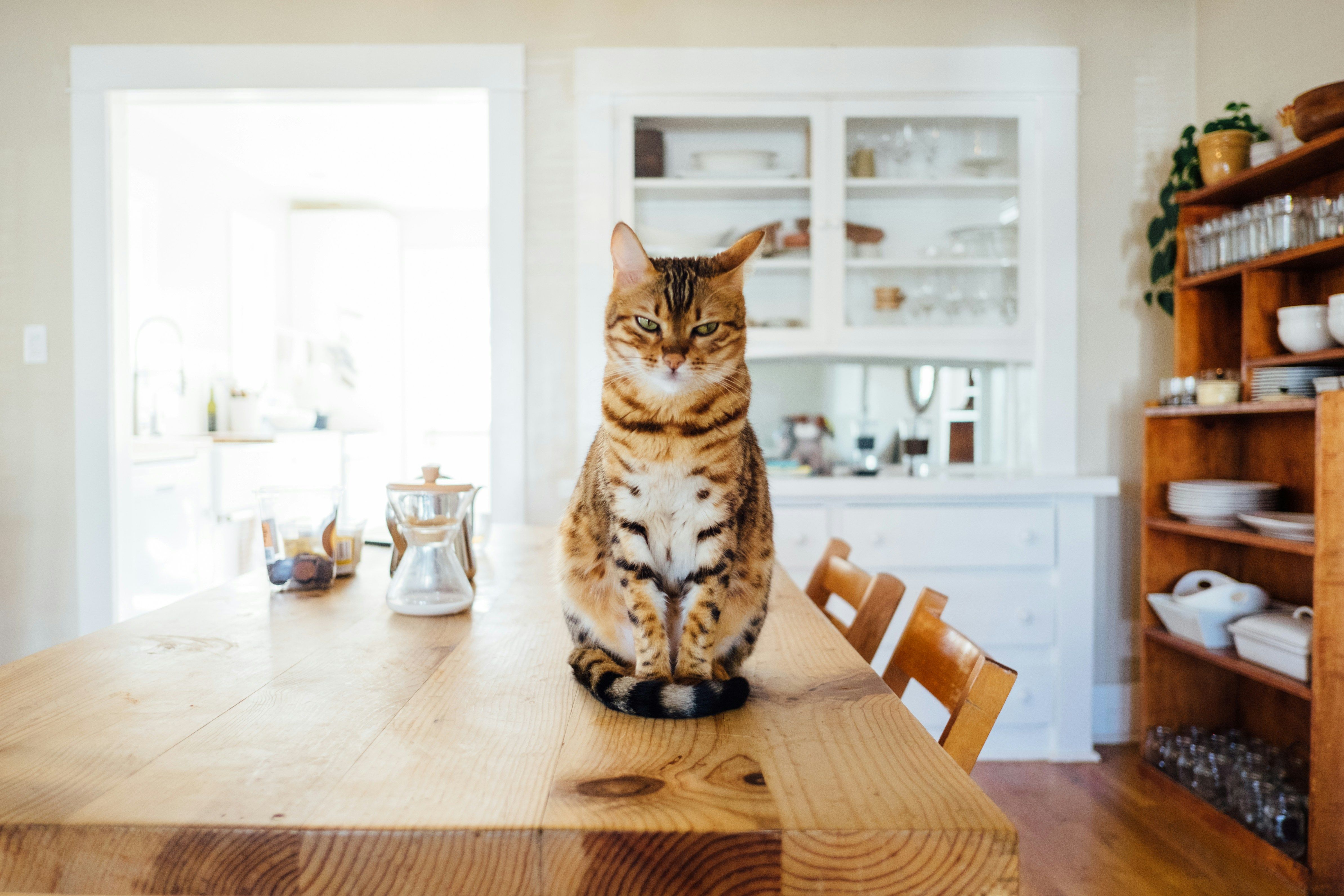 Як відучити кішку ходити по столах