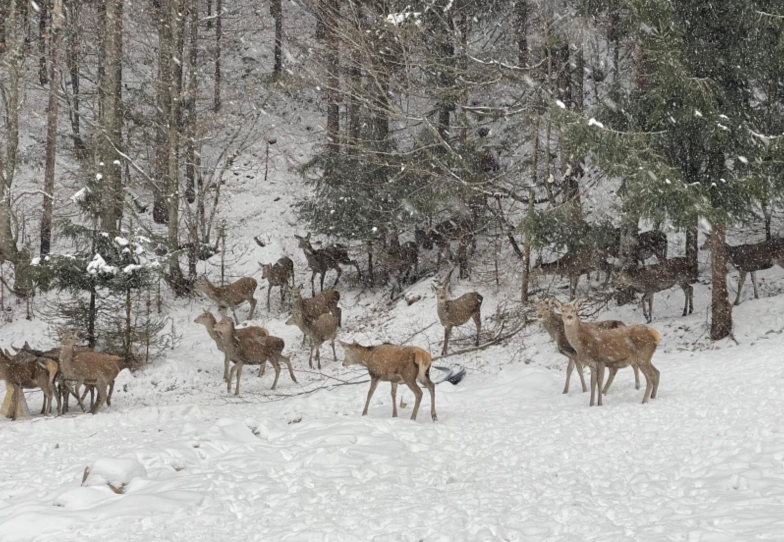 На Синевир пришла настоящая зима На Синевир пришла настоящая зима