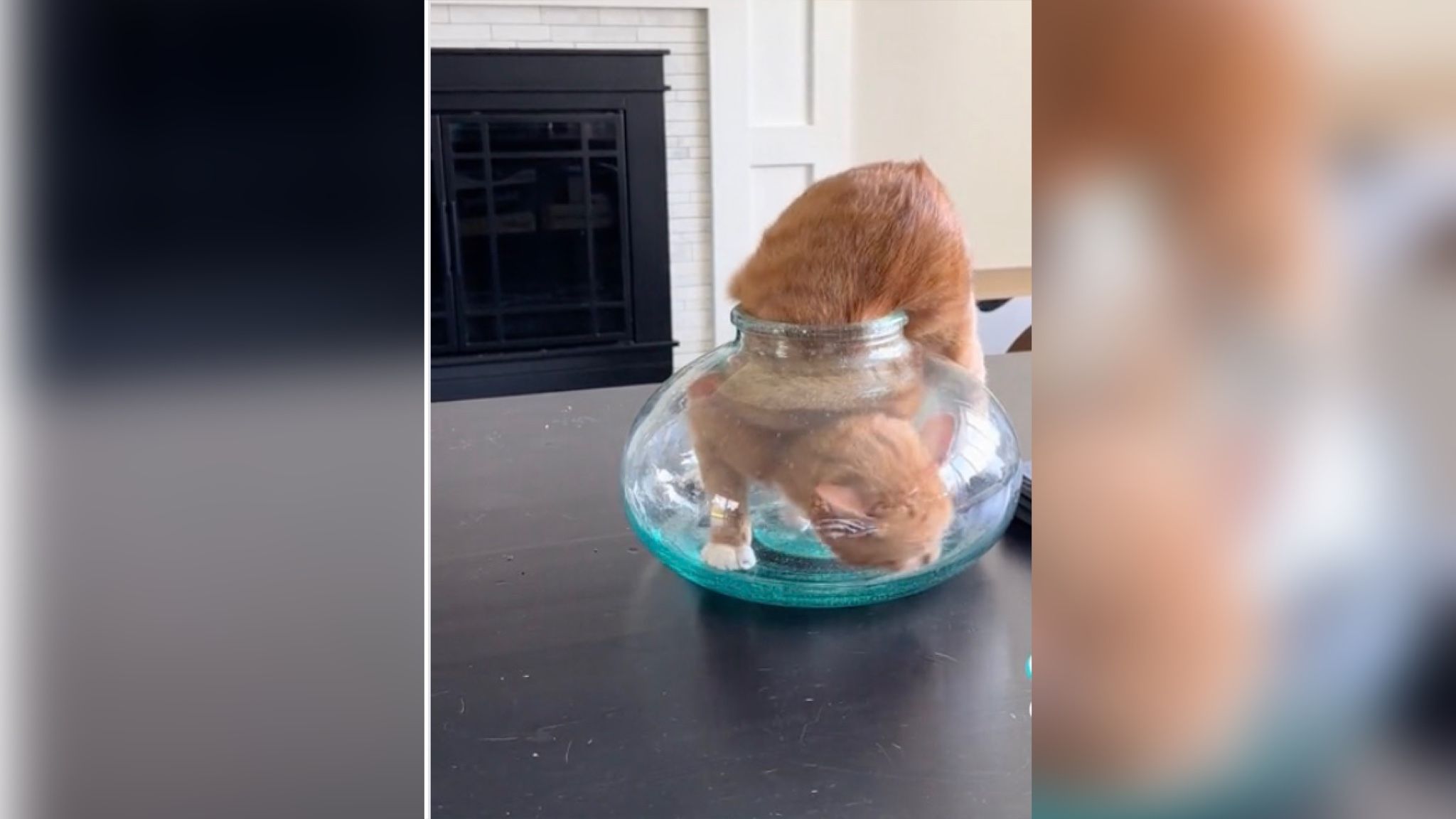 Захотів стати рибкою і заліз в маленький акваріум кіт розсмішив мережу своїм вчинком - Pets Захотів стати рибкою і заліз в маленький акваріум кіт розсмішив мережу своїм вчинком - Pets