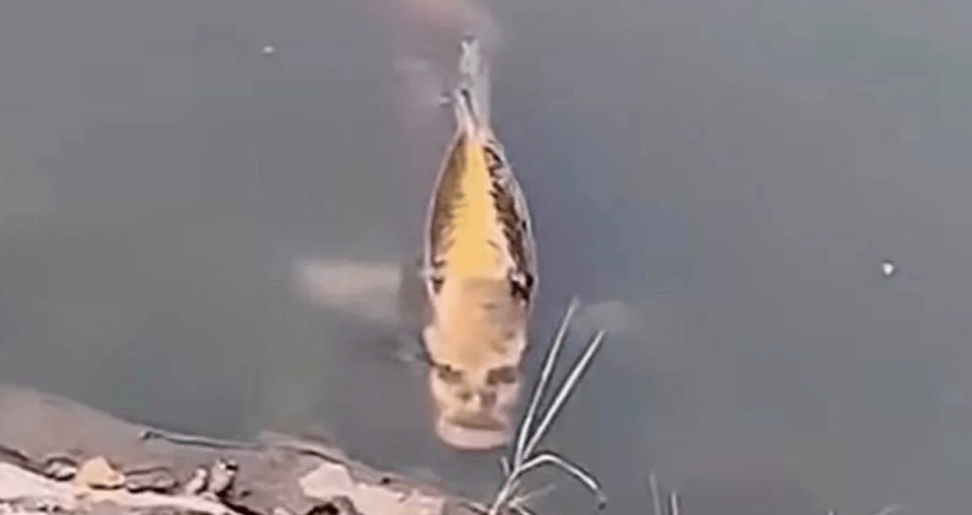 В озері помітили рибу з "людським обличчям"