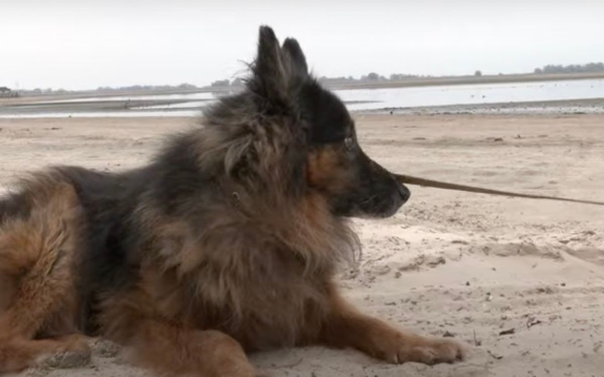 Черкаський "Хатіко" Черкаський "Хатіко"