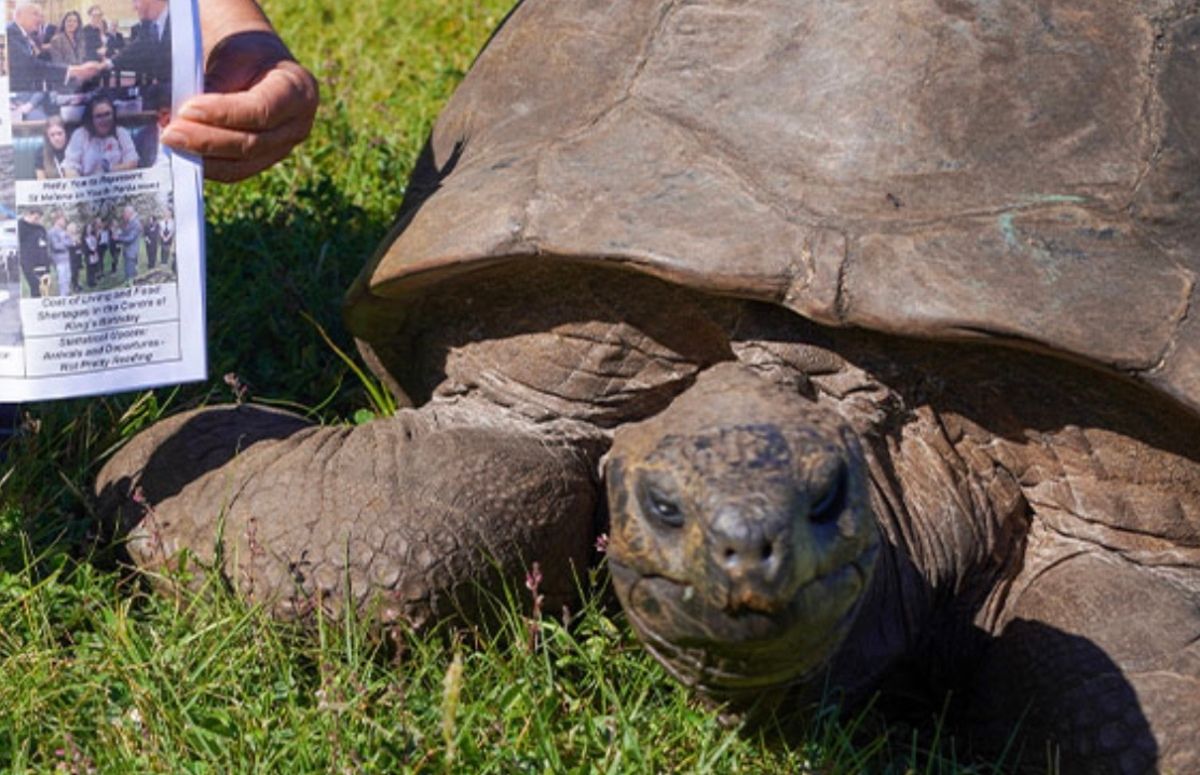 Черепасі Джонатану виповнився 191 рік Черепасі Джонатану виповнився 191 рік