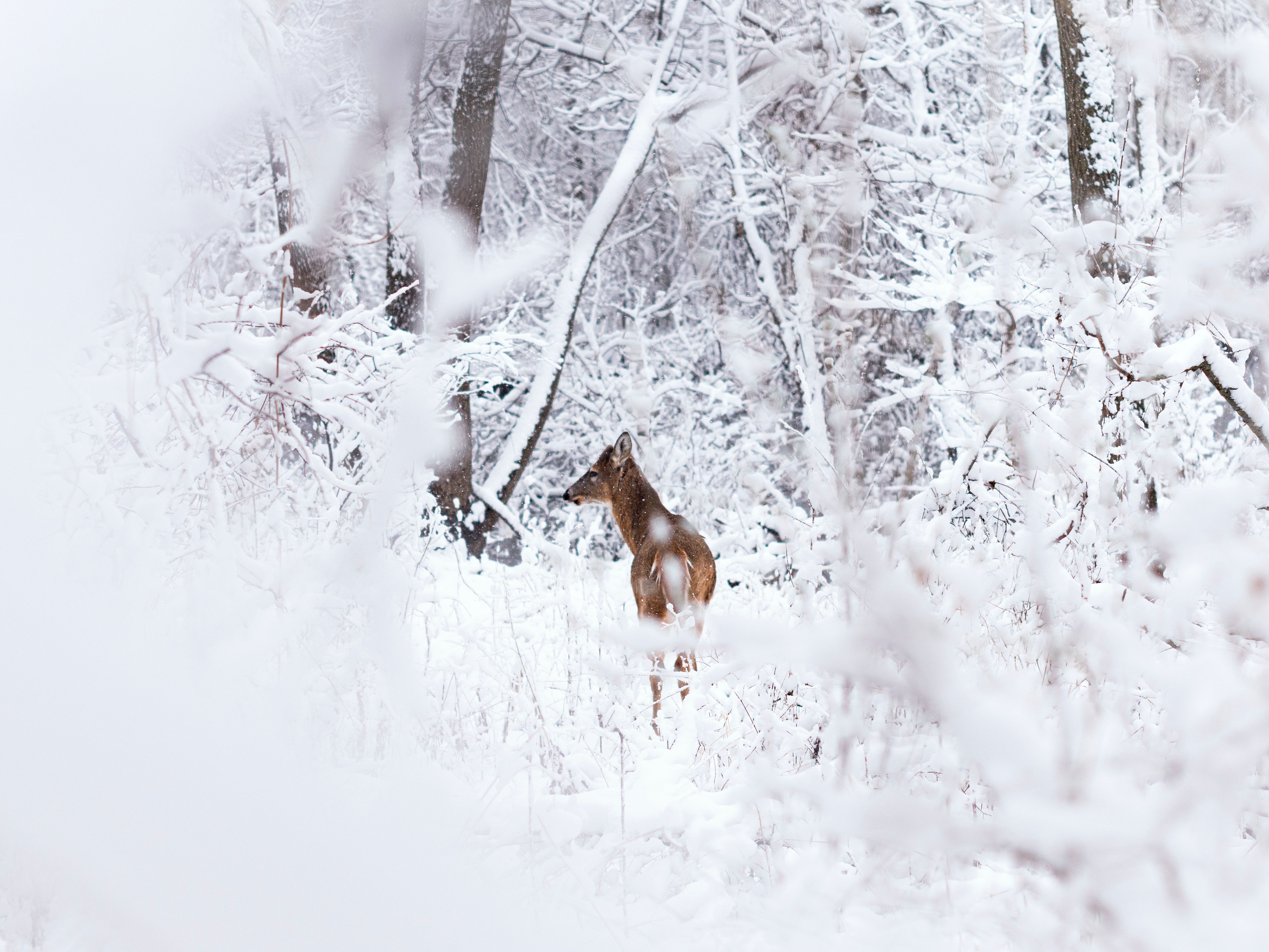 6 зимових фото тварин від National Geographic
