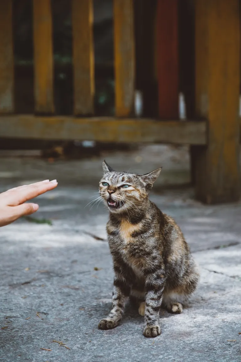 Як зрозуміти, що ви для кота раб